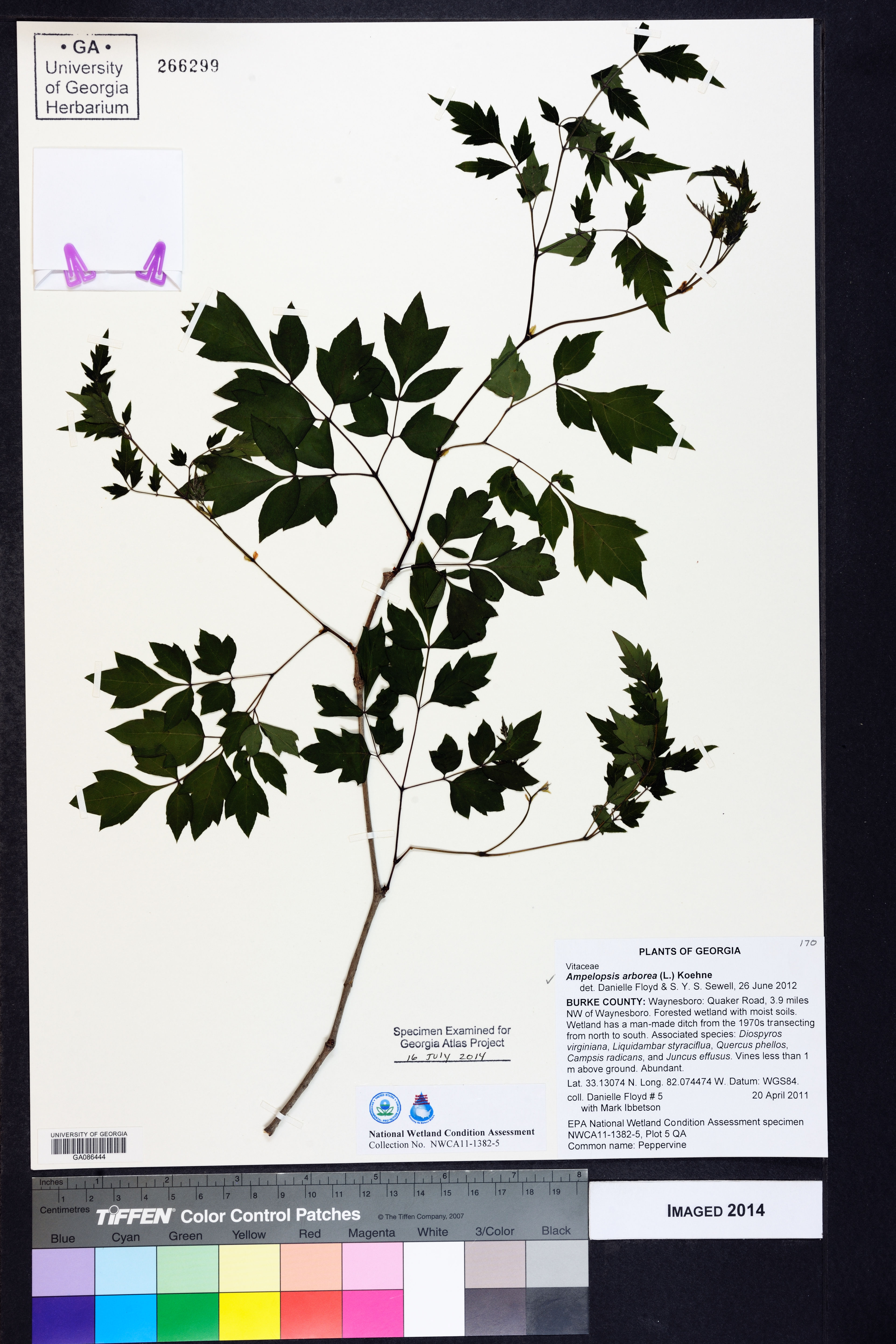 Ampelopsis arborea - 55