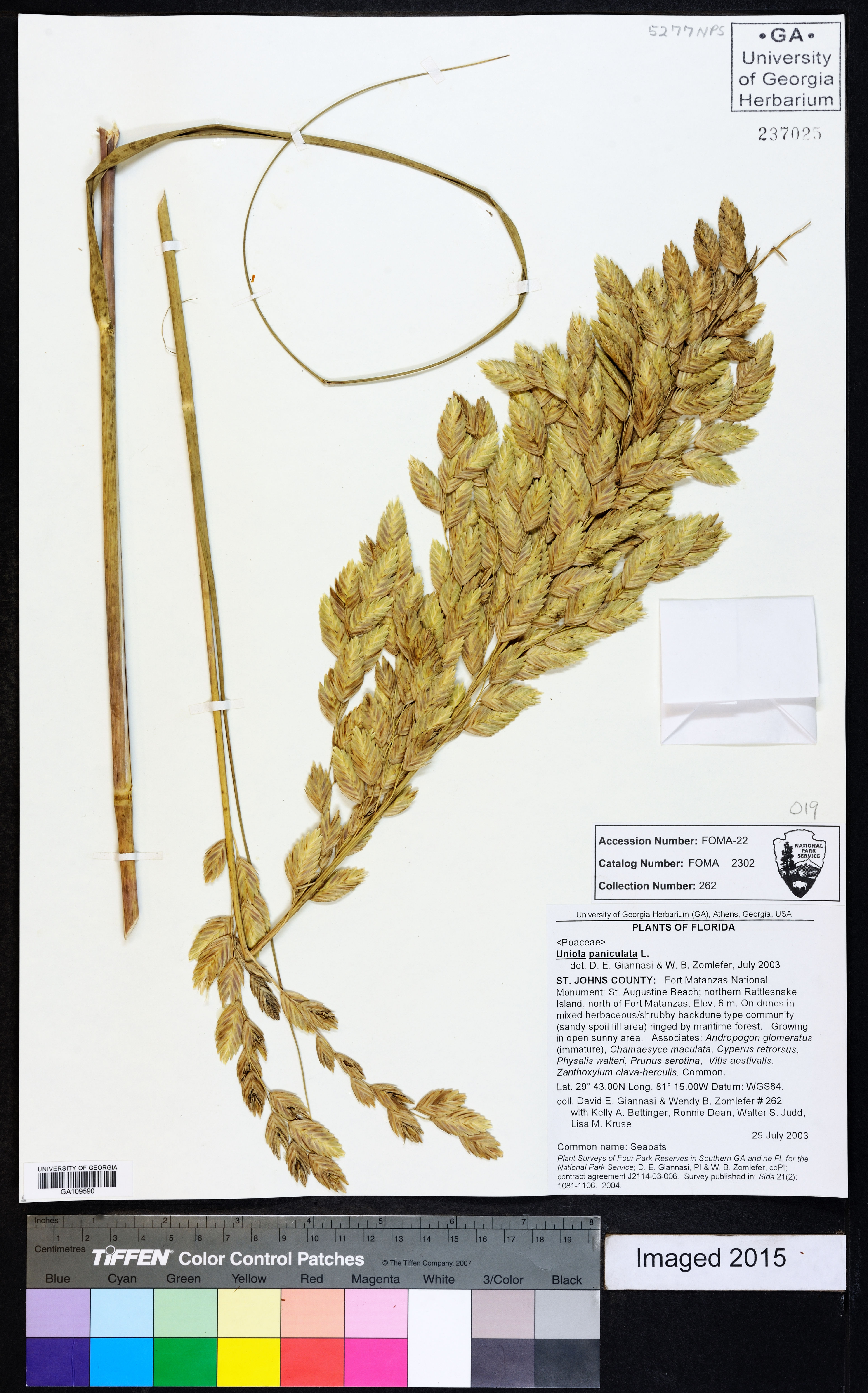 Uniola paniculata - 56