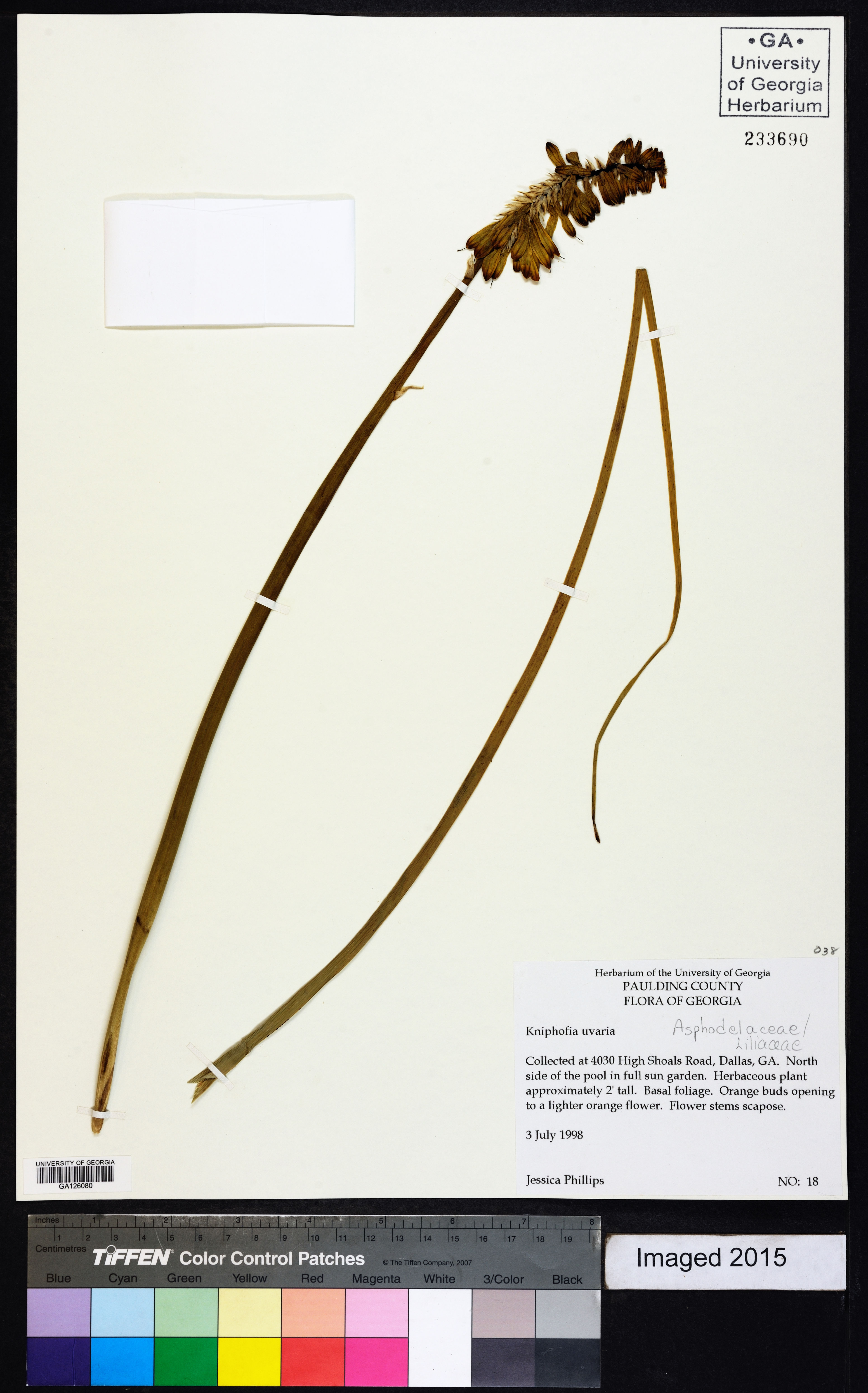 Kniphofia uvaria - 1