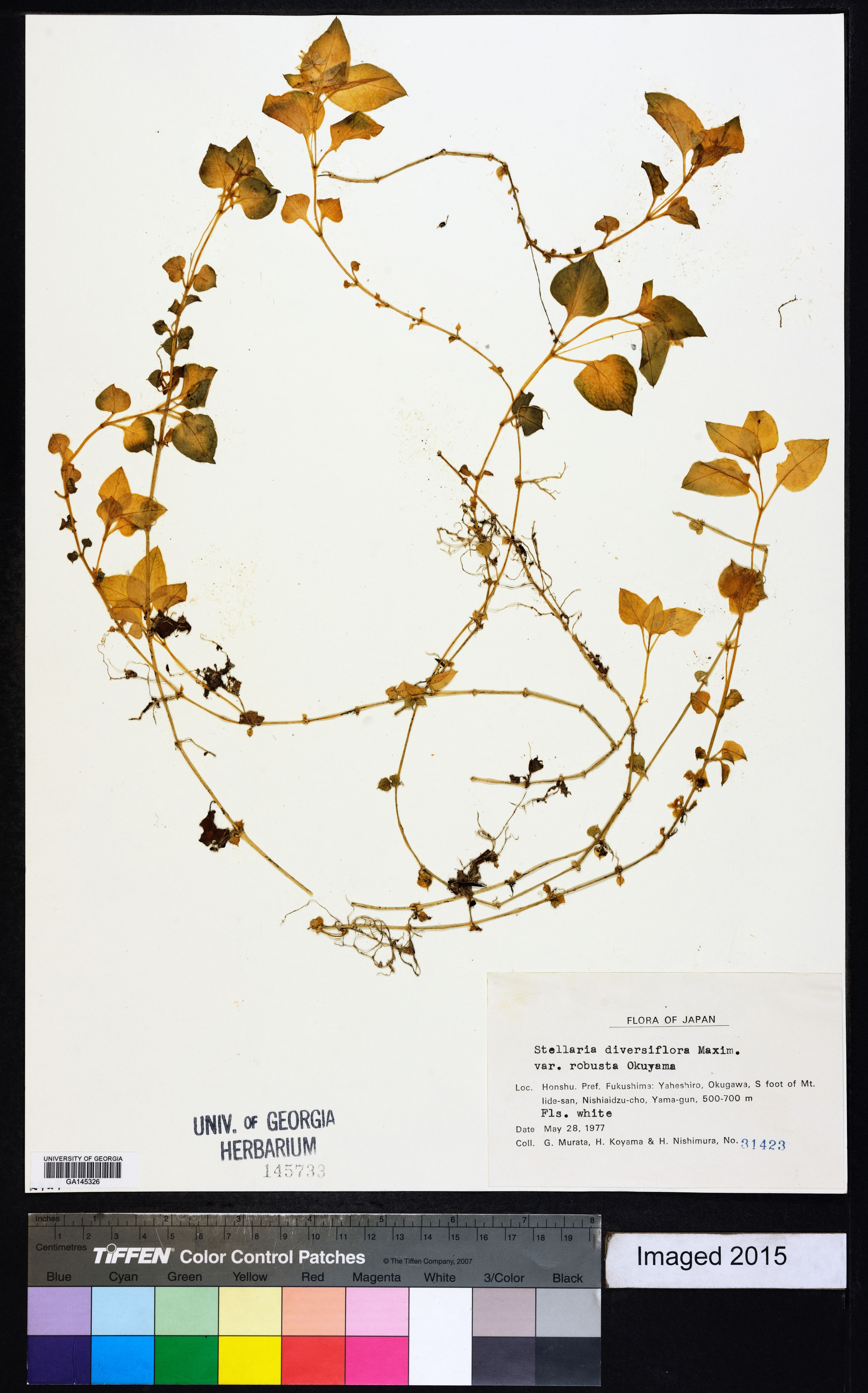 Stellaria diversiflora - 5