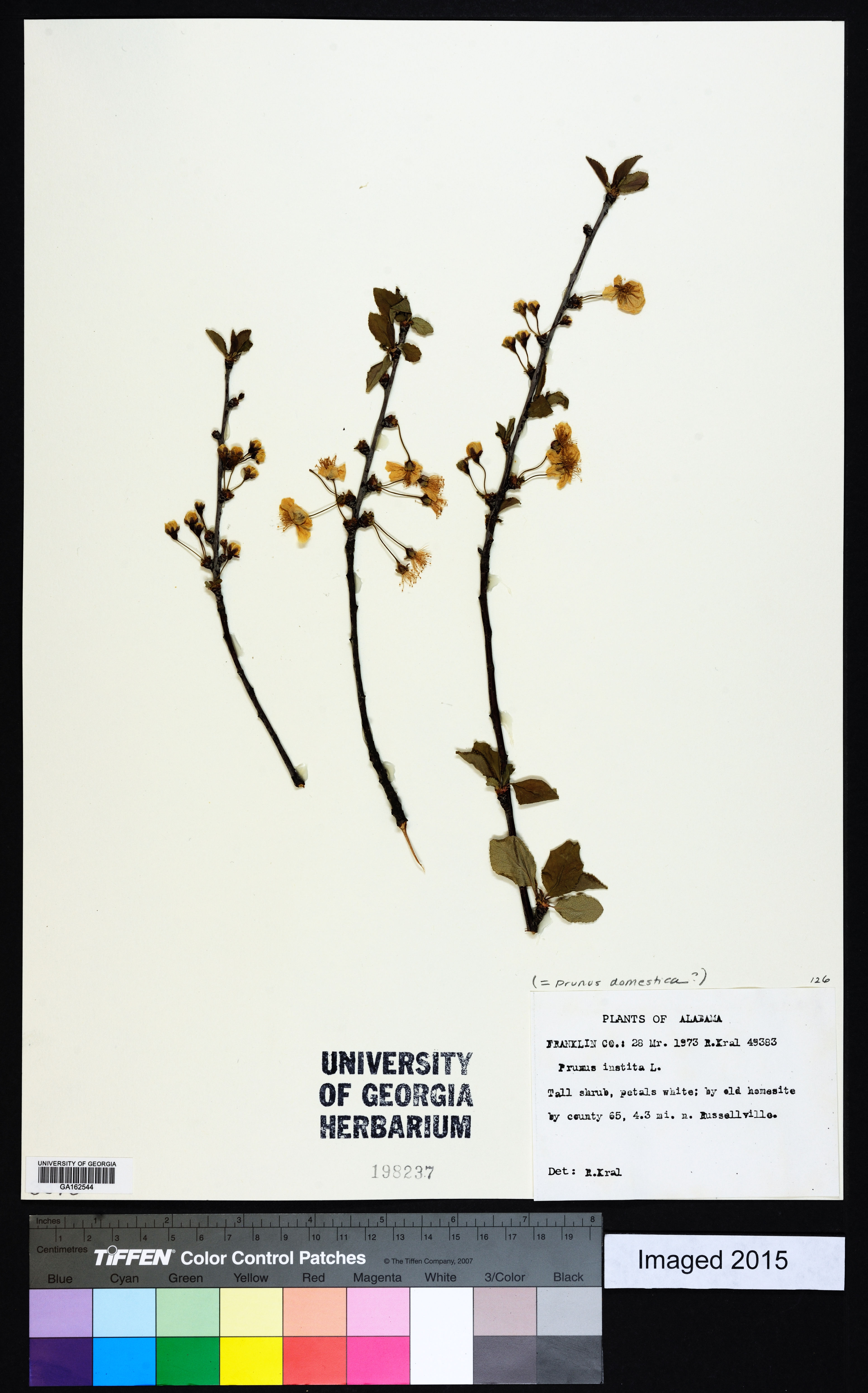 Prunus domestica - 16