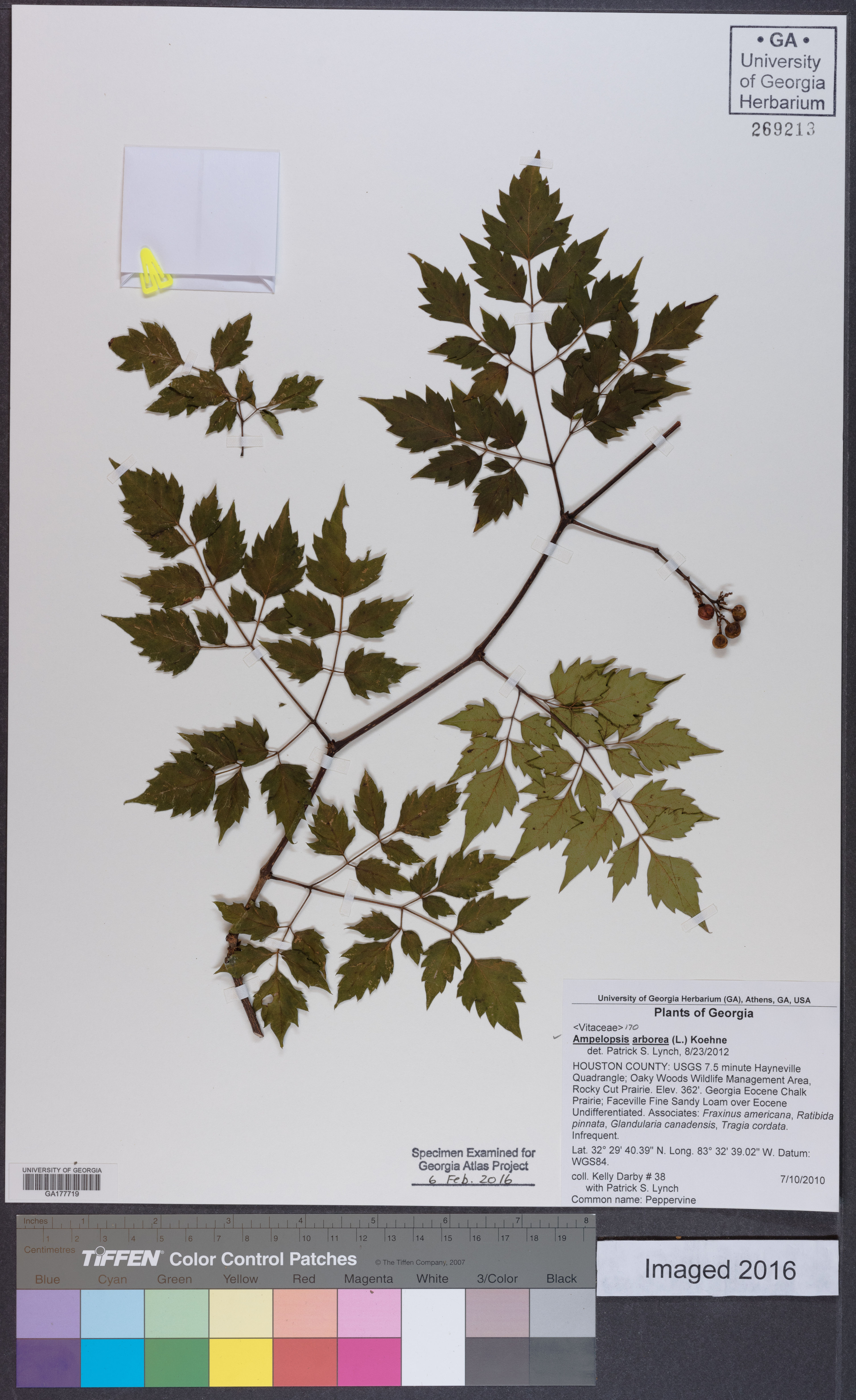 Ampelopsis arborea - 47