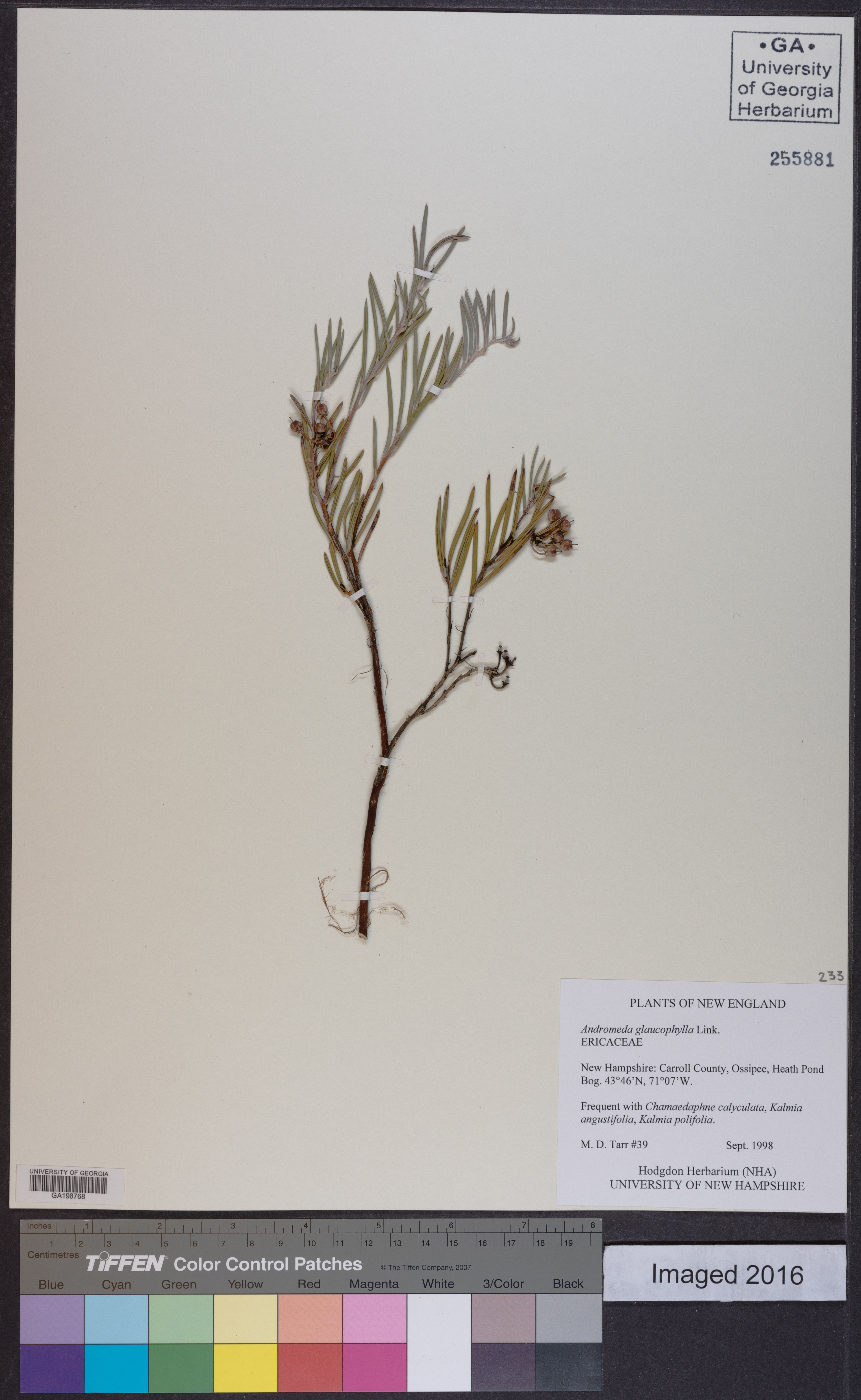 Andromeda glaucophylla - 85