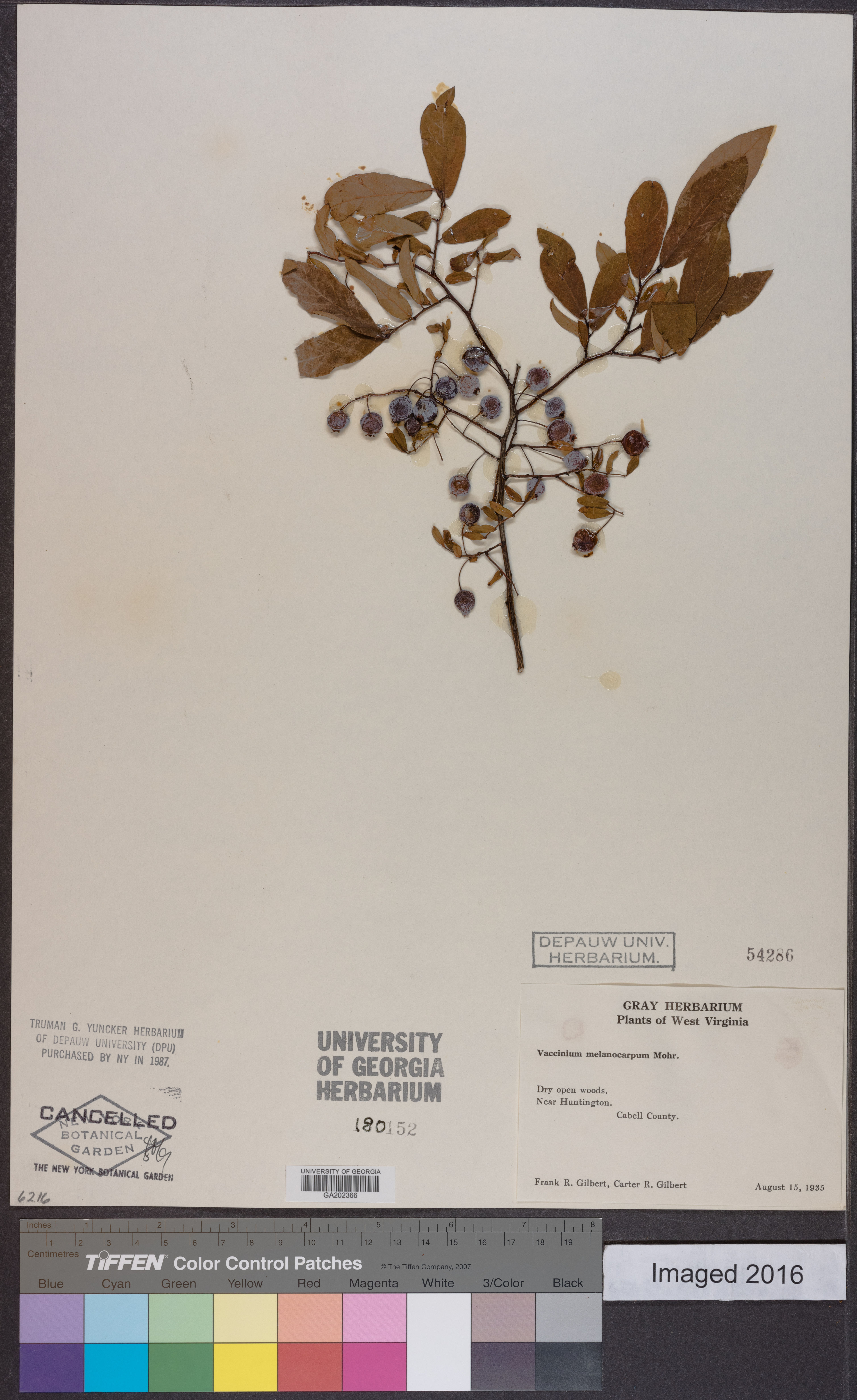 Vaccinium melanocarpum - 19