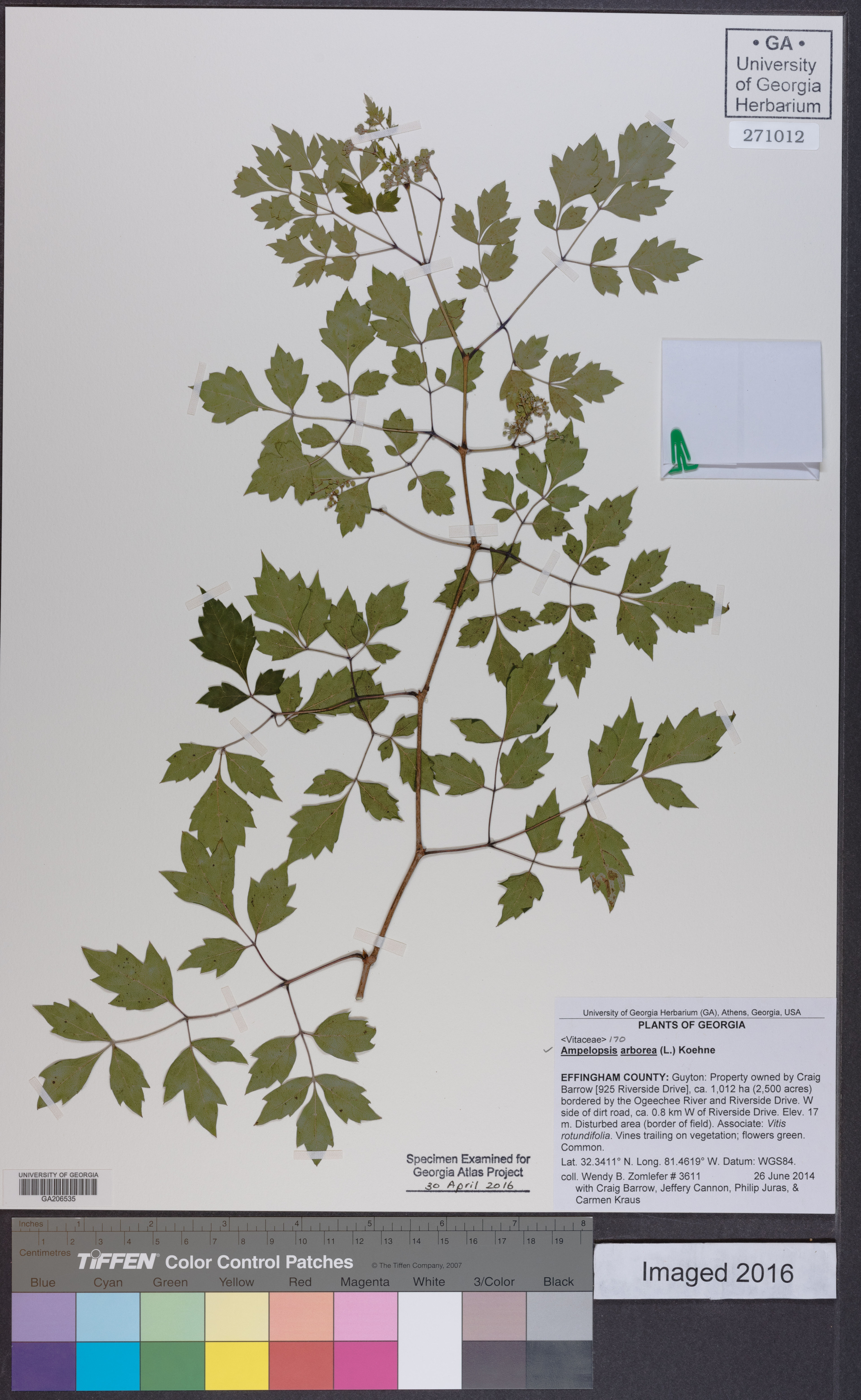 Ampelopsis arborea - 60