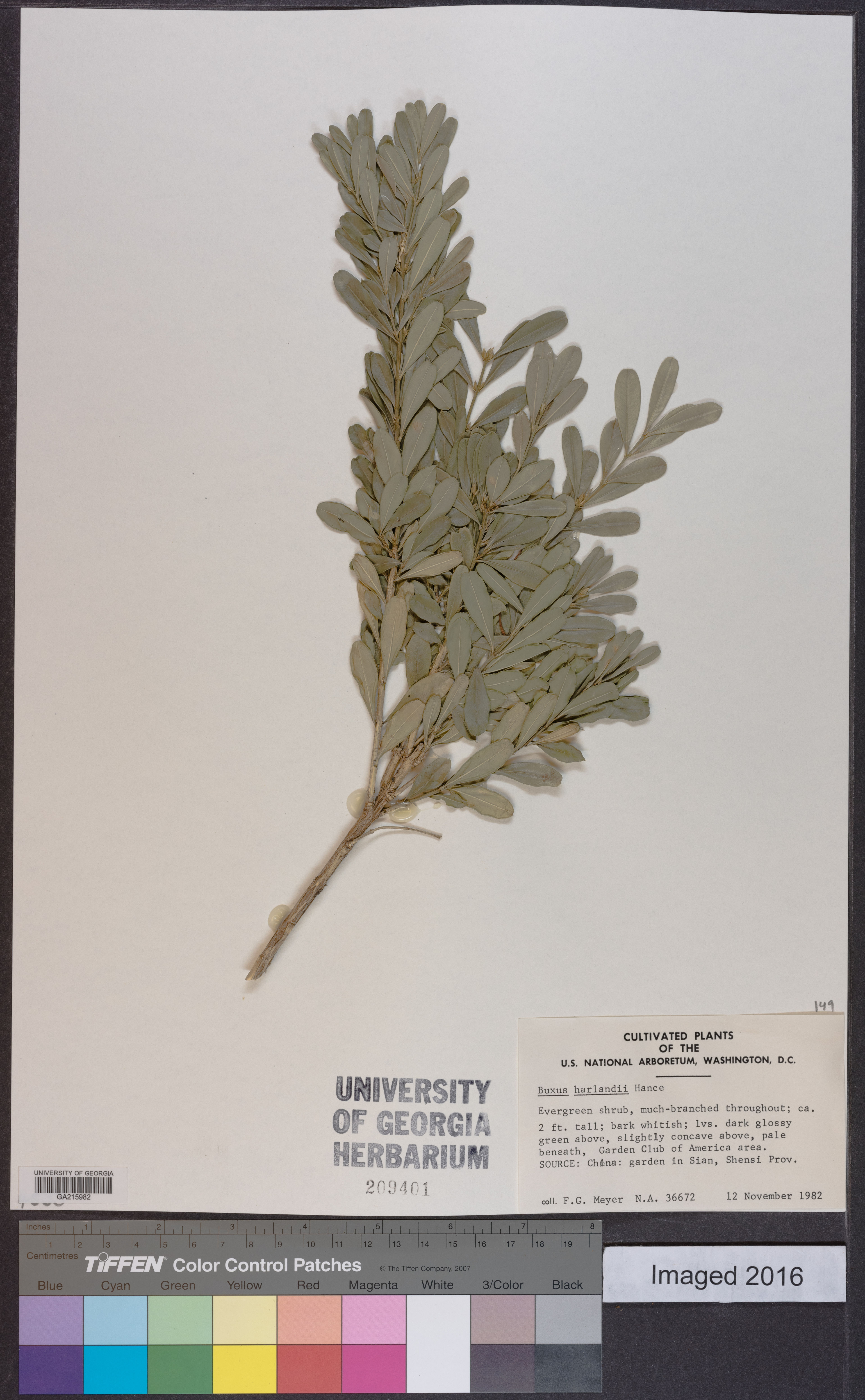 Buxus harlandii - 22