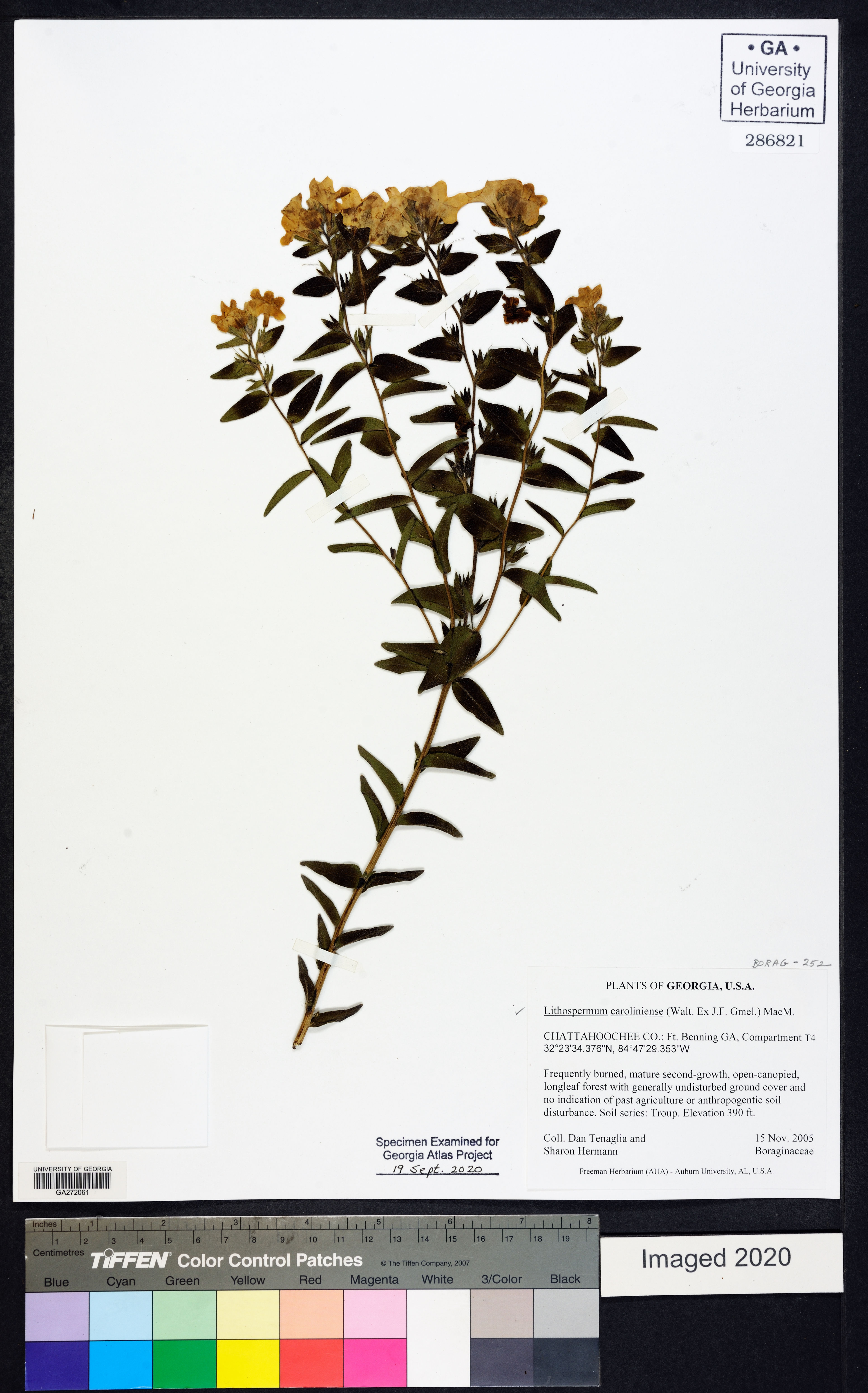 Lithospermum caroliniense - 100