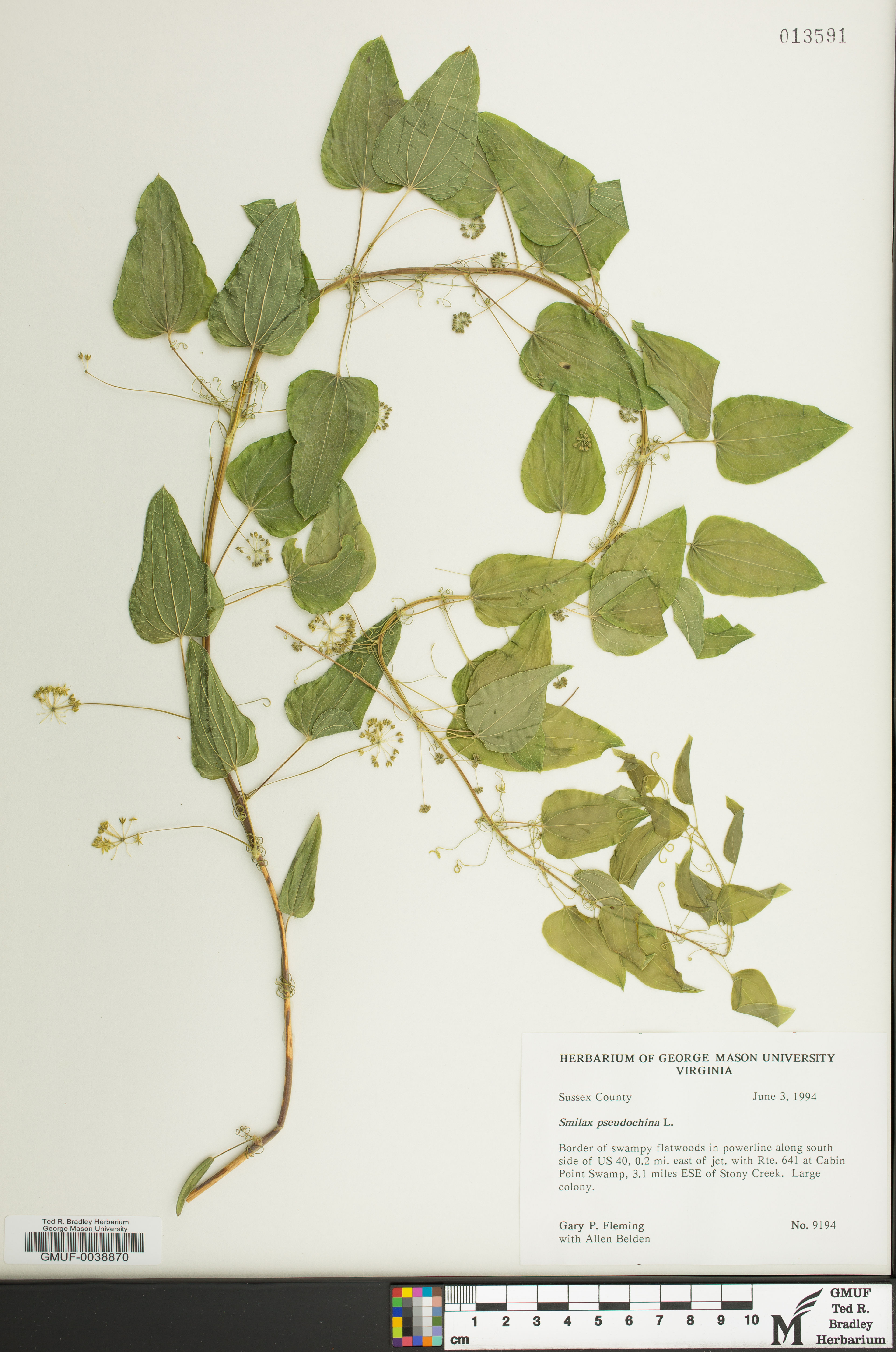 Smilax pseudochina - 97