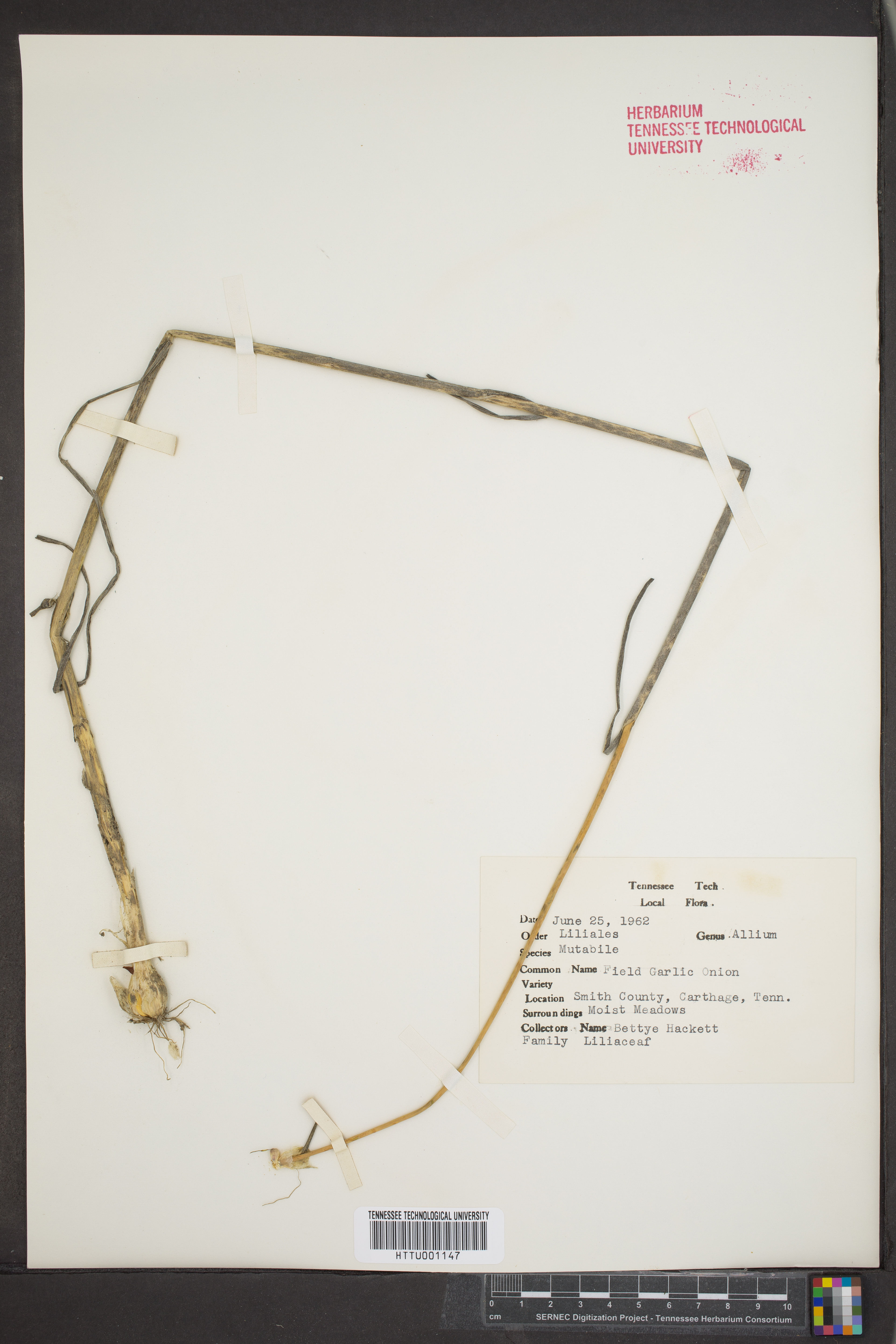 Allium mutabile - 49