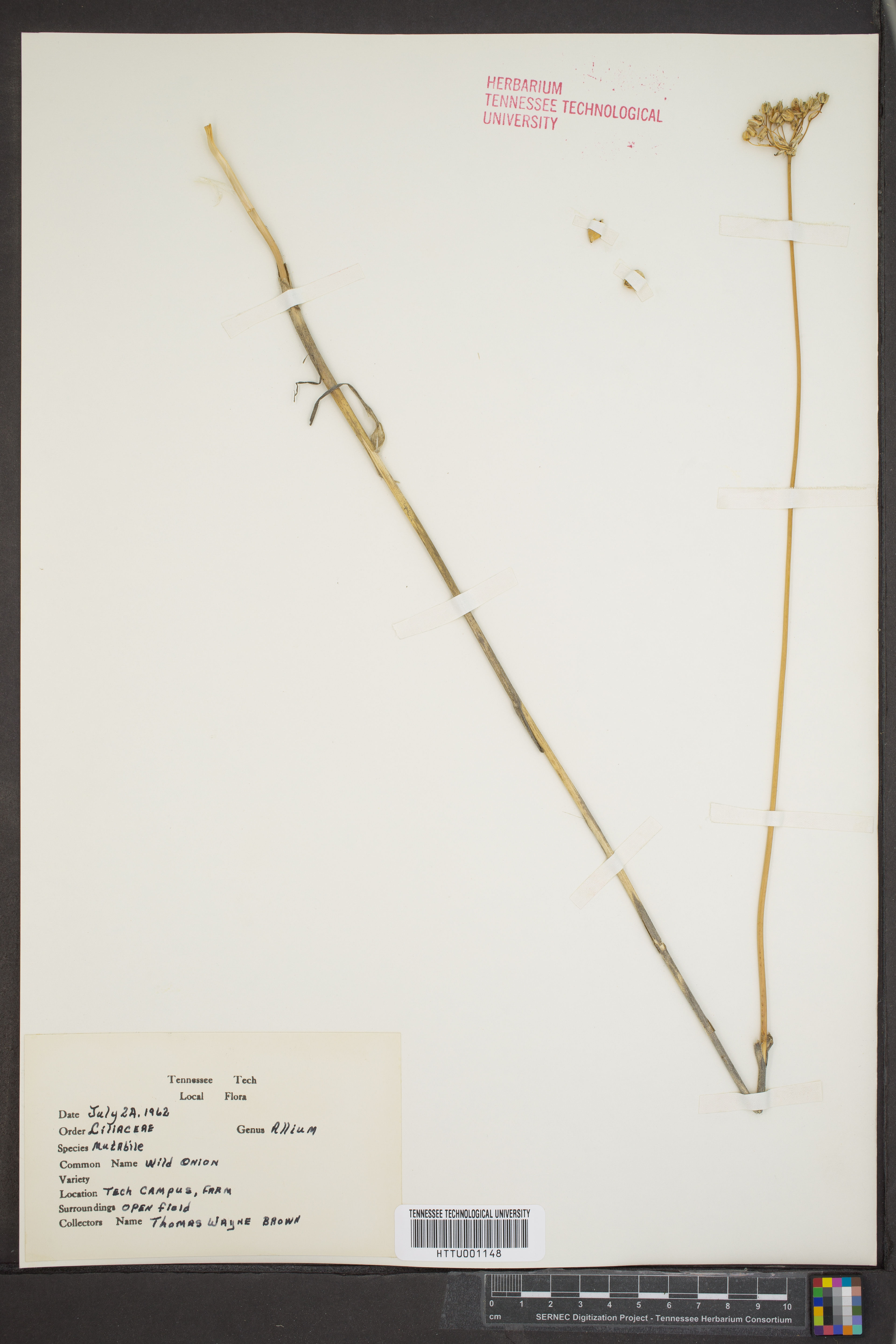 Allium mutabile - 43