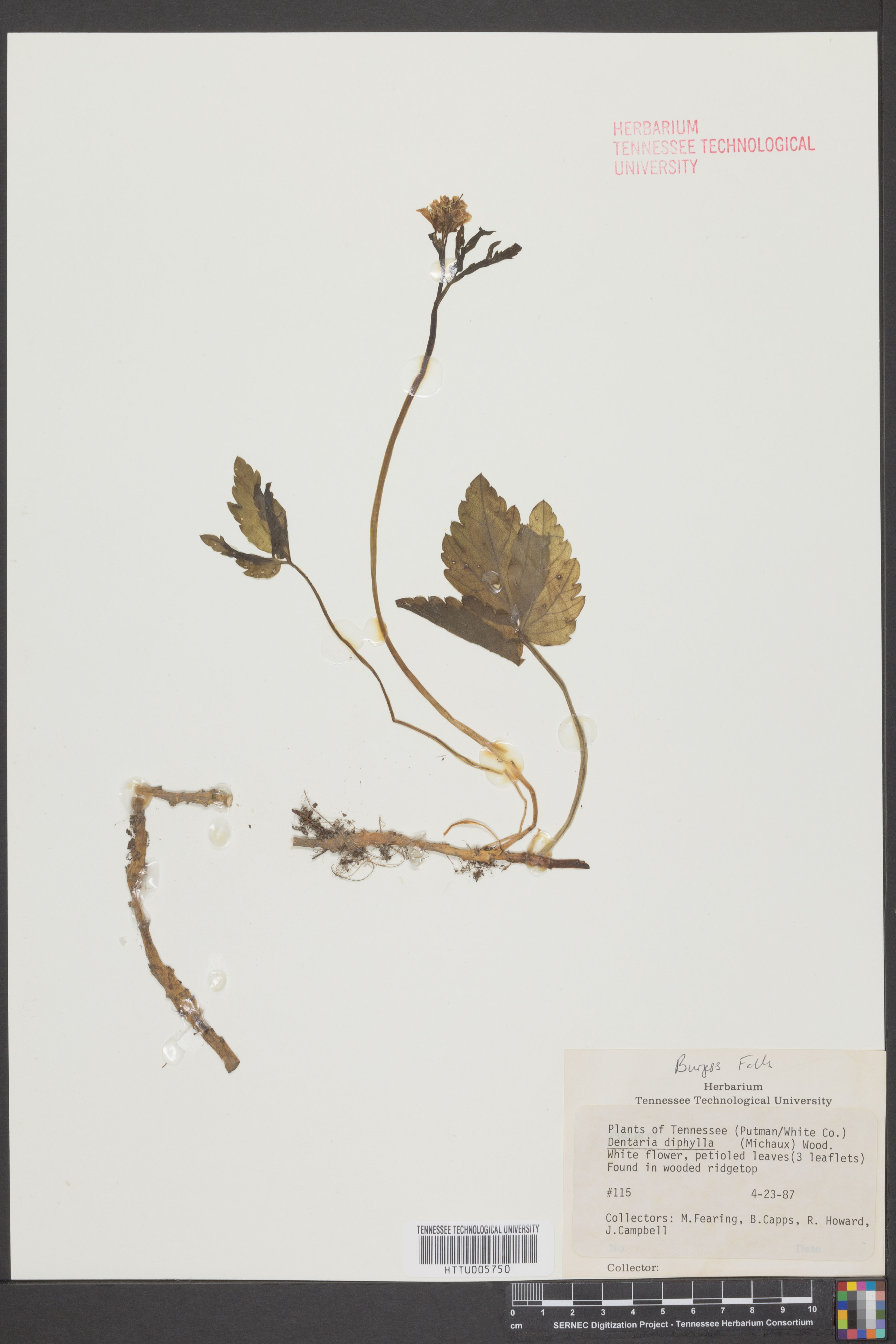 Dentaria diphylla - 66