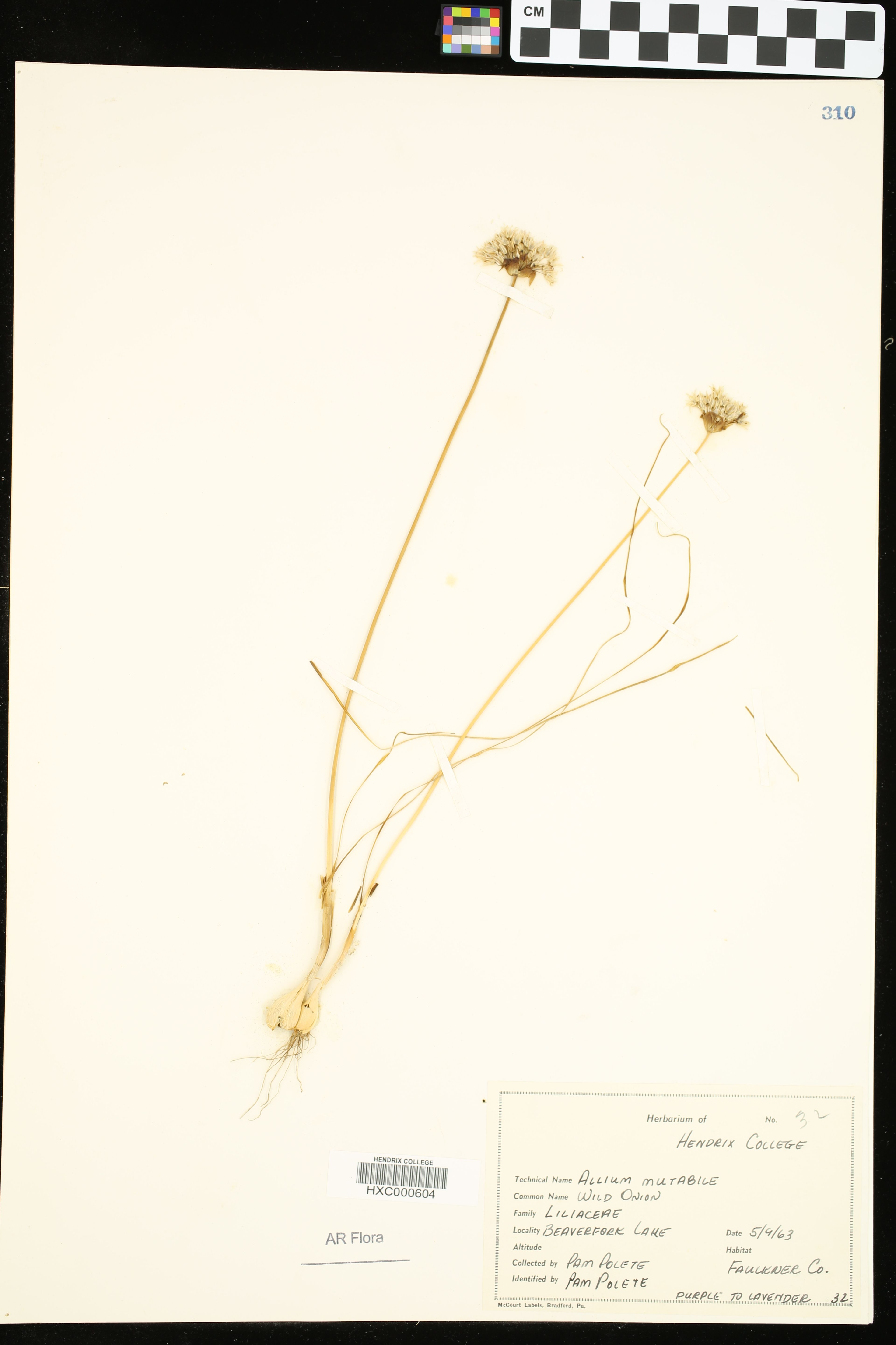 Allium mutabile - 57