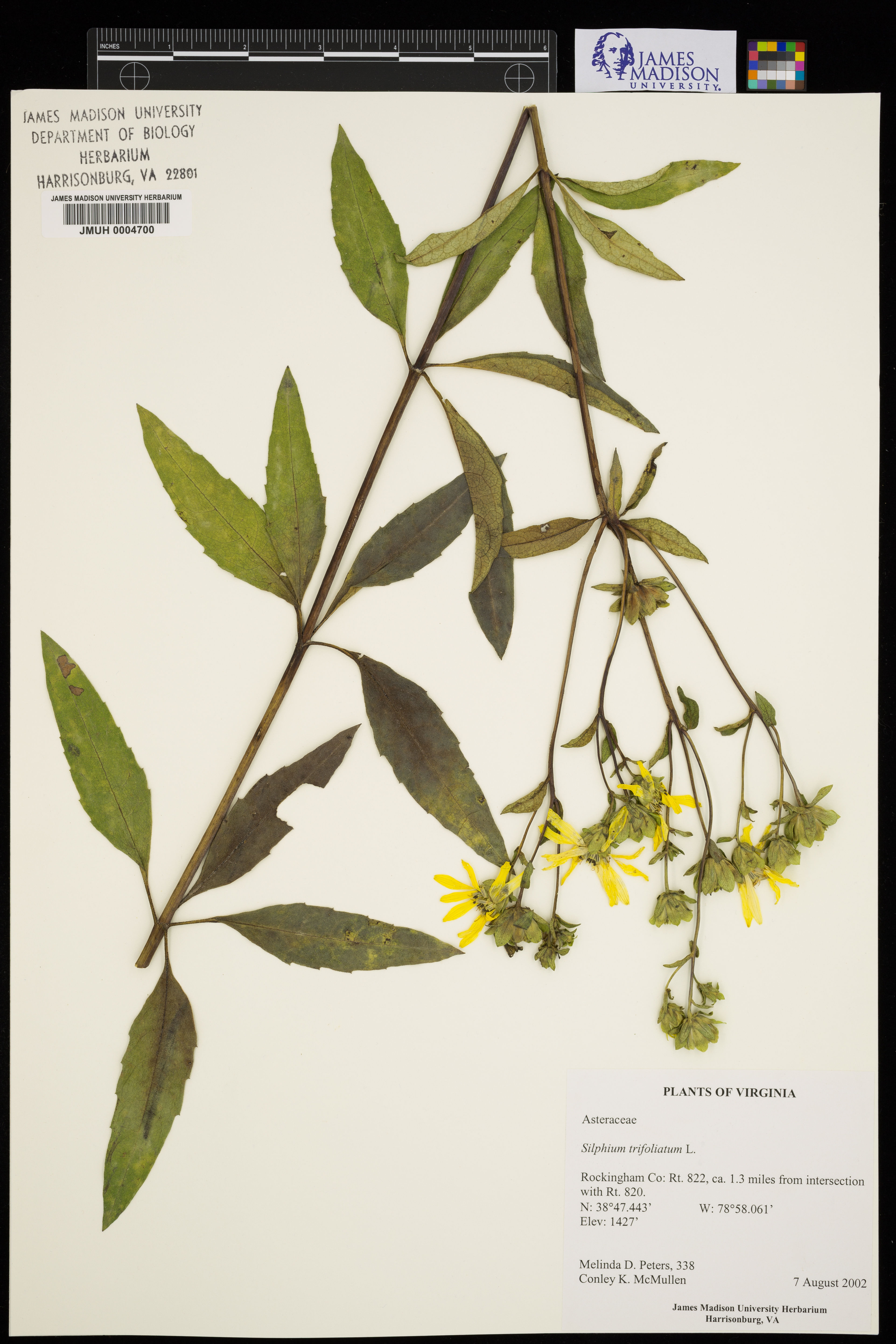 Silphium trifoliatum - 73