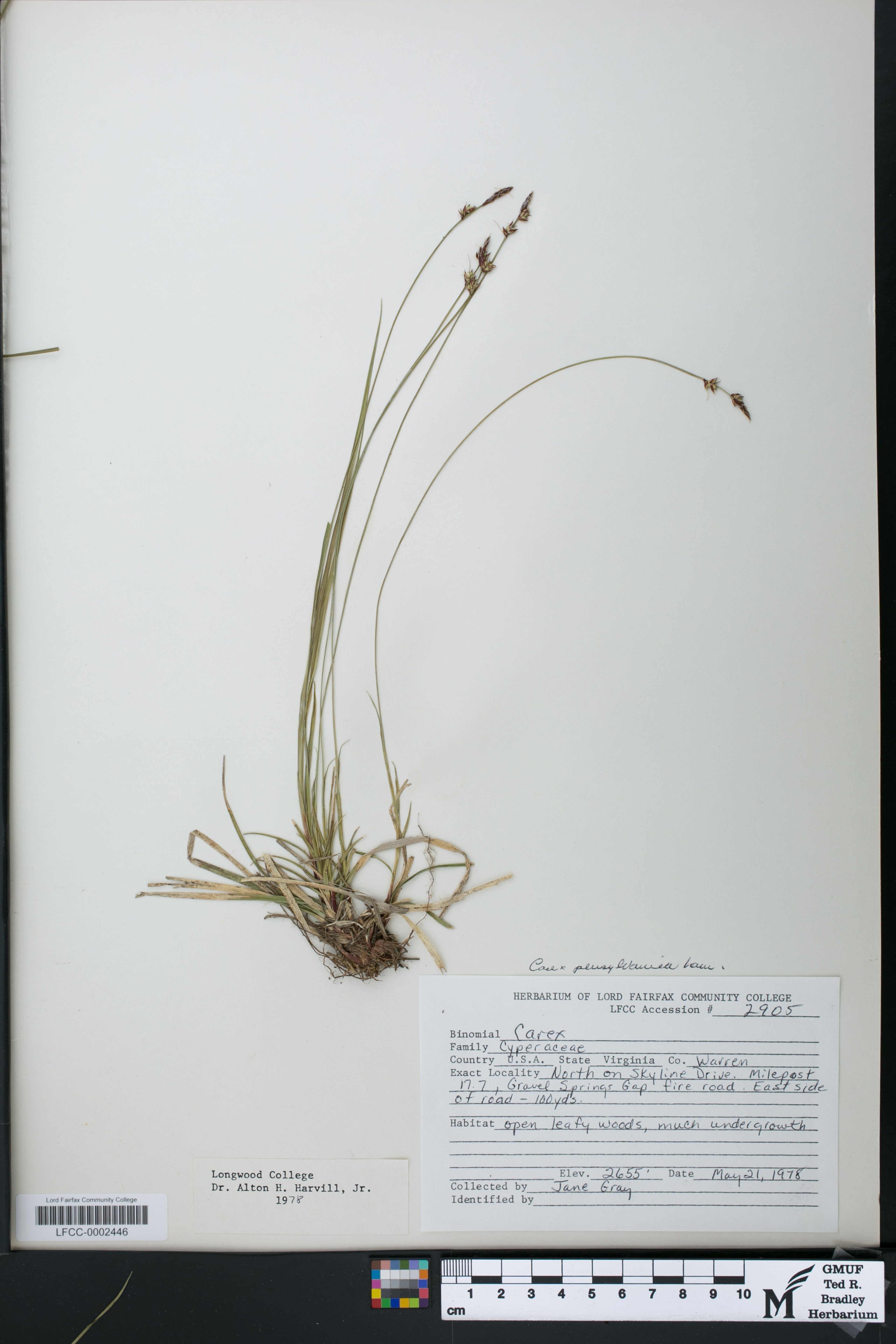 Carex pensylvanica - 61