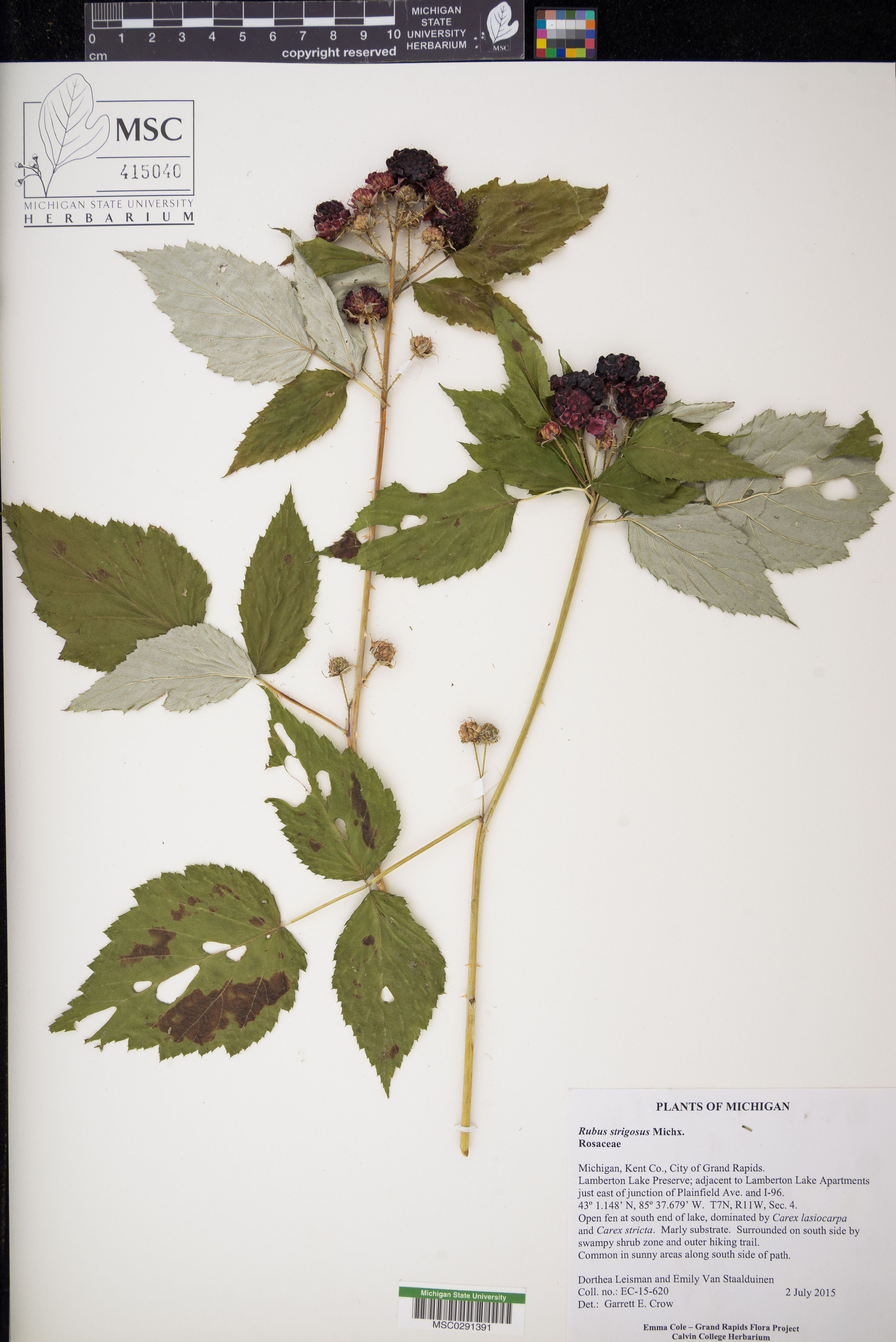 Rubus strigosus - 90