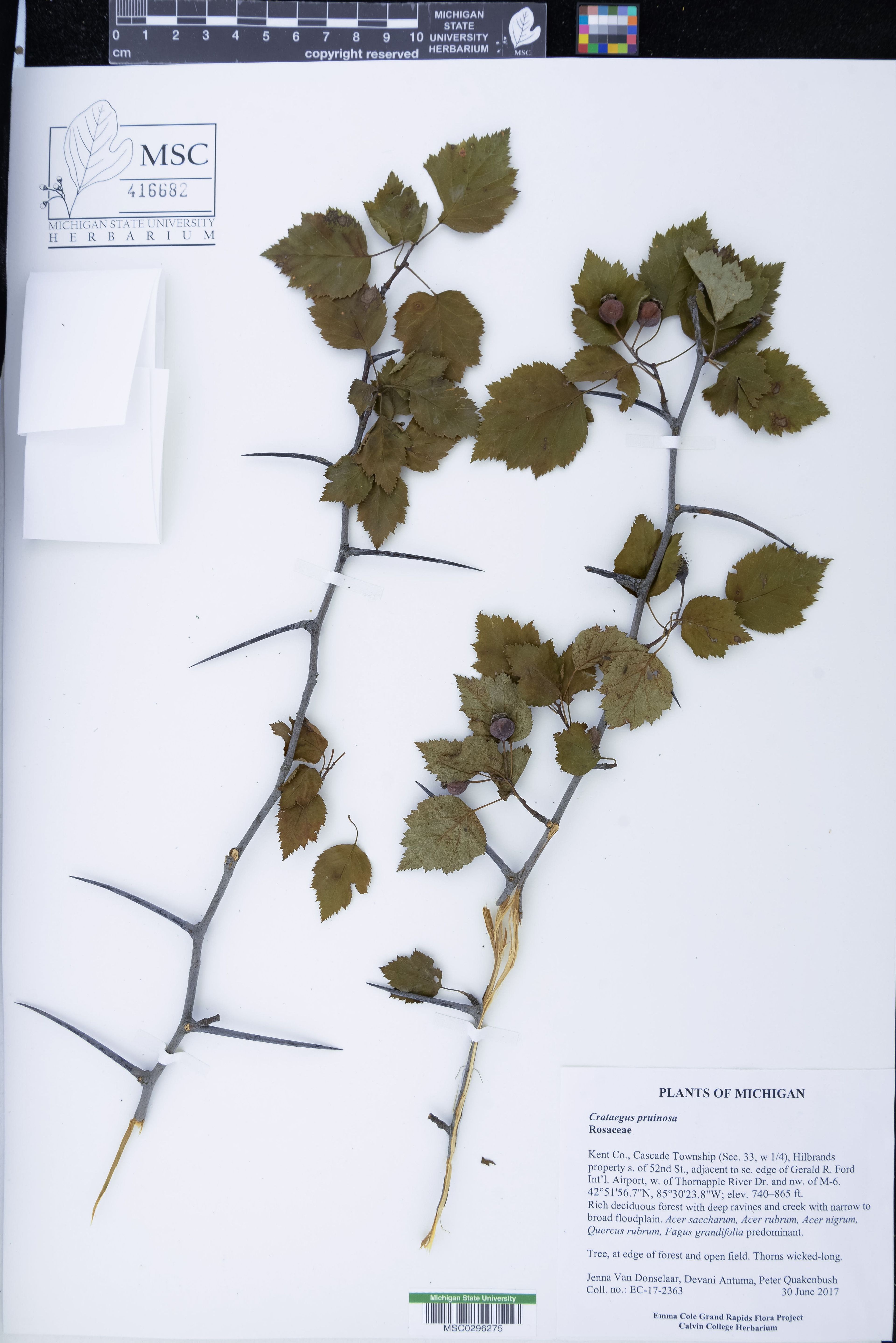 Crataegus pruinosa - 3