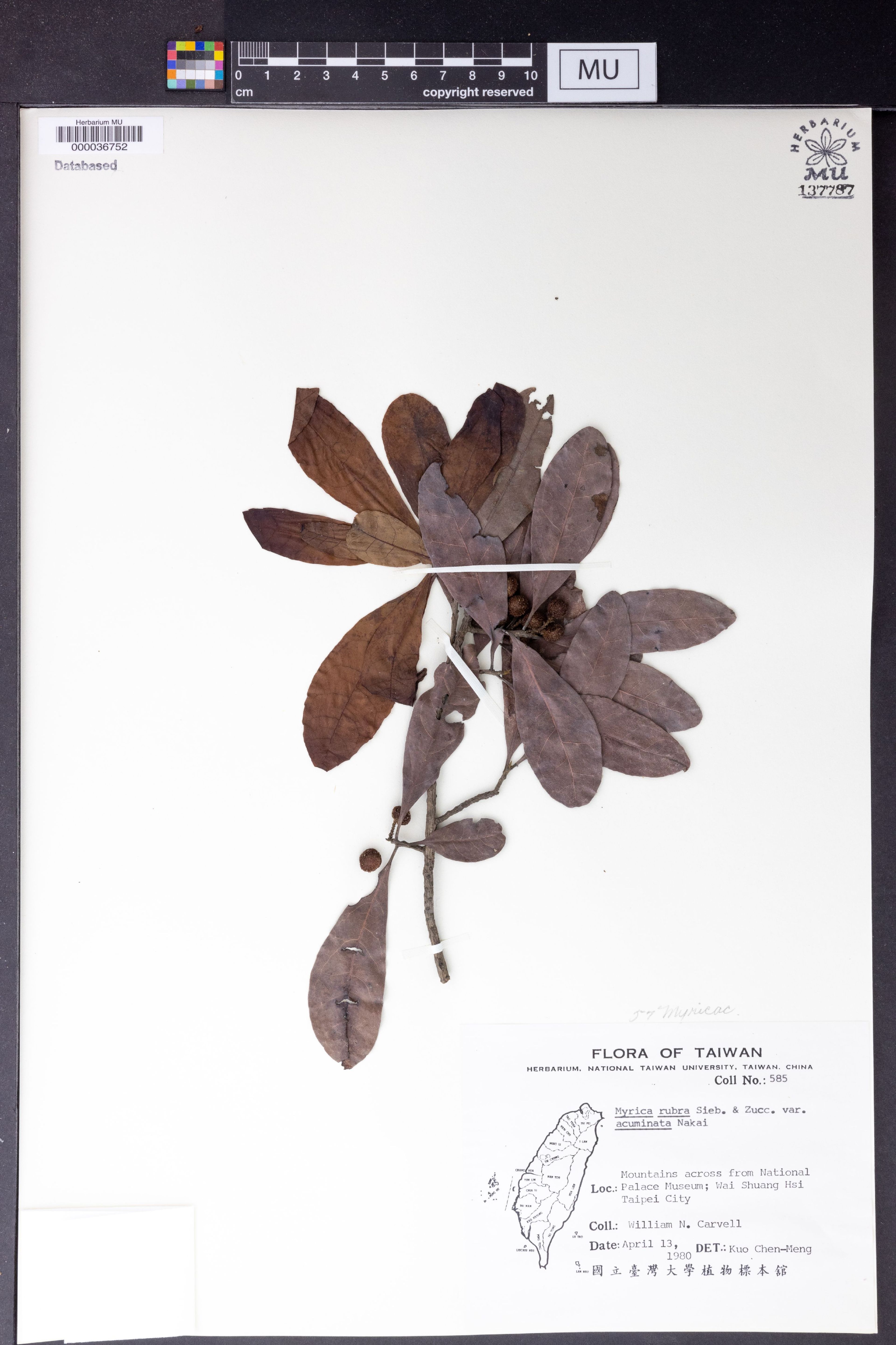 Myrica rubra - 54