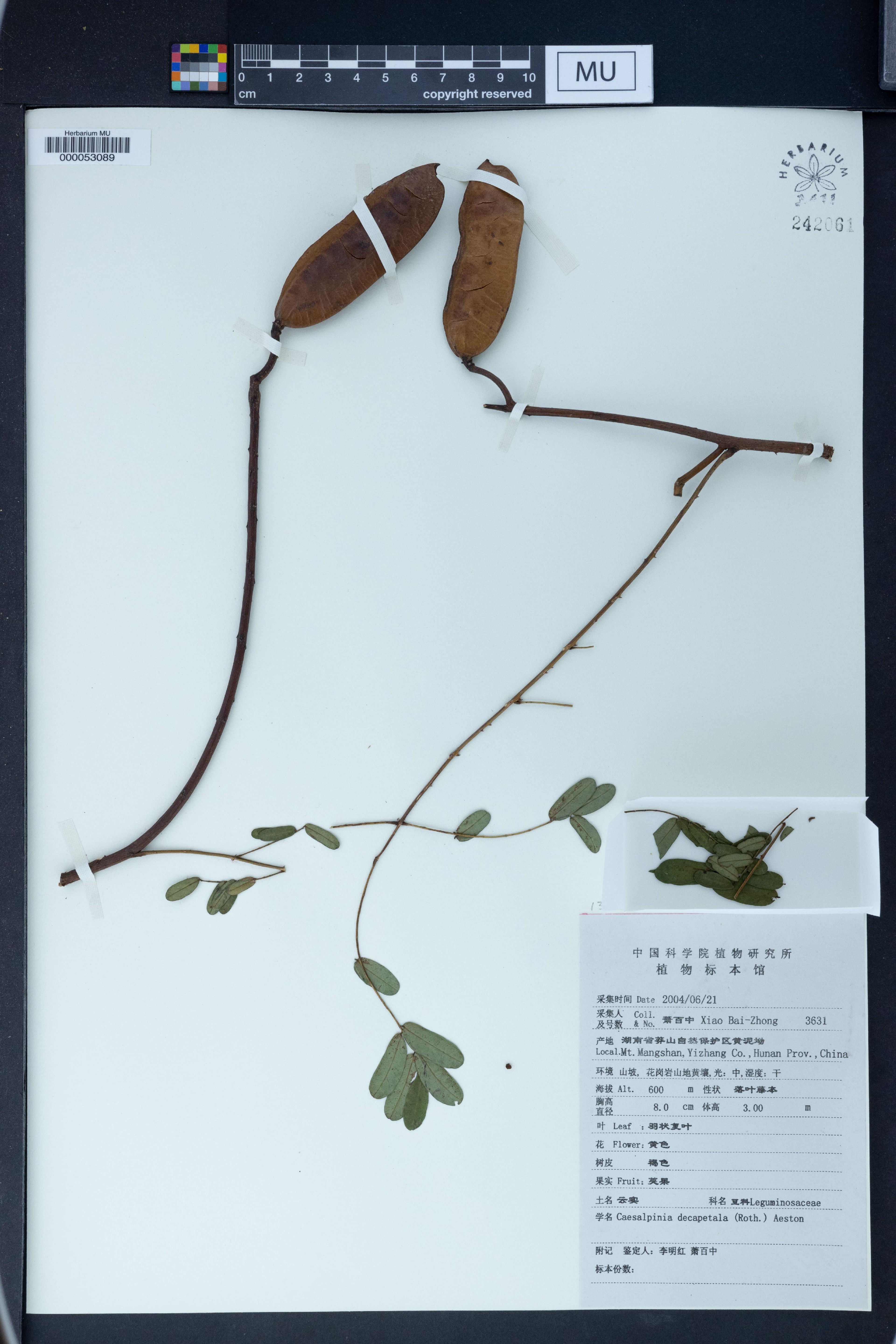 Caesalpinia decapetala - 32