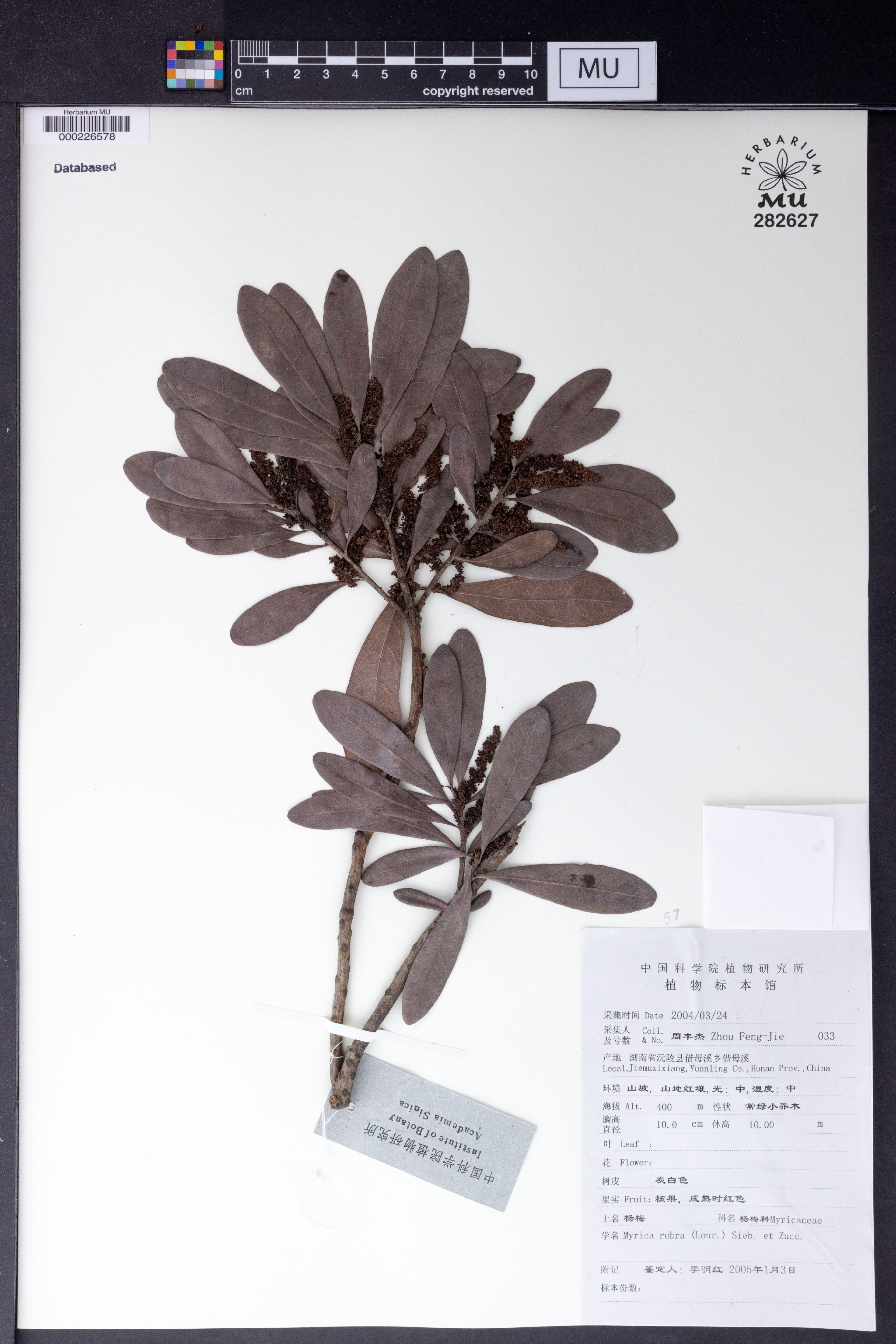 Myrica rubra - 61