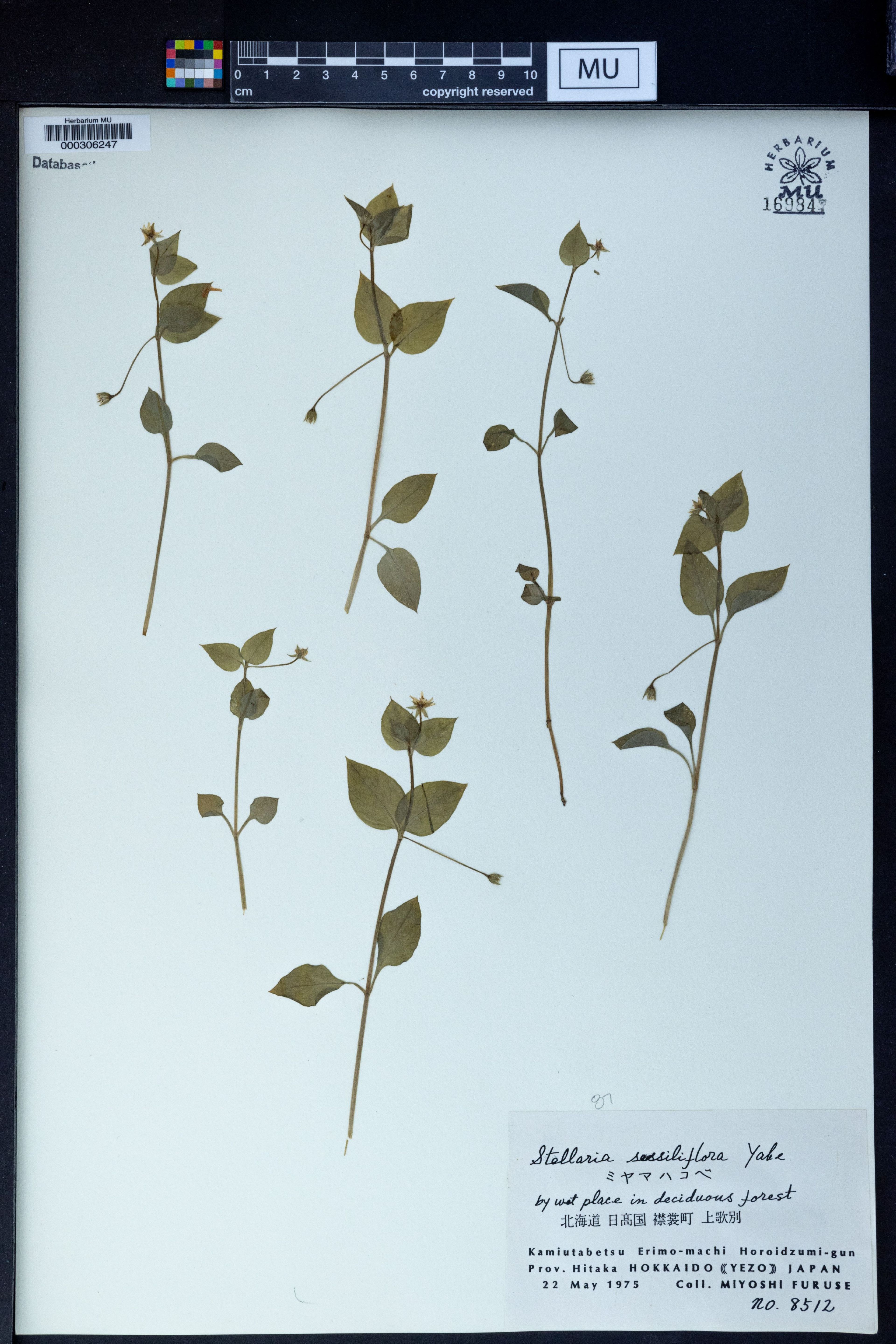 Stellaria sessiliflora - 10