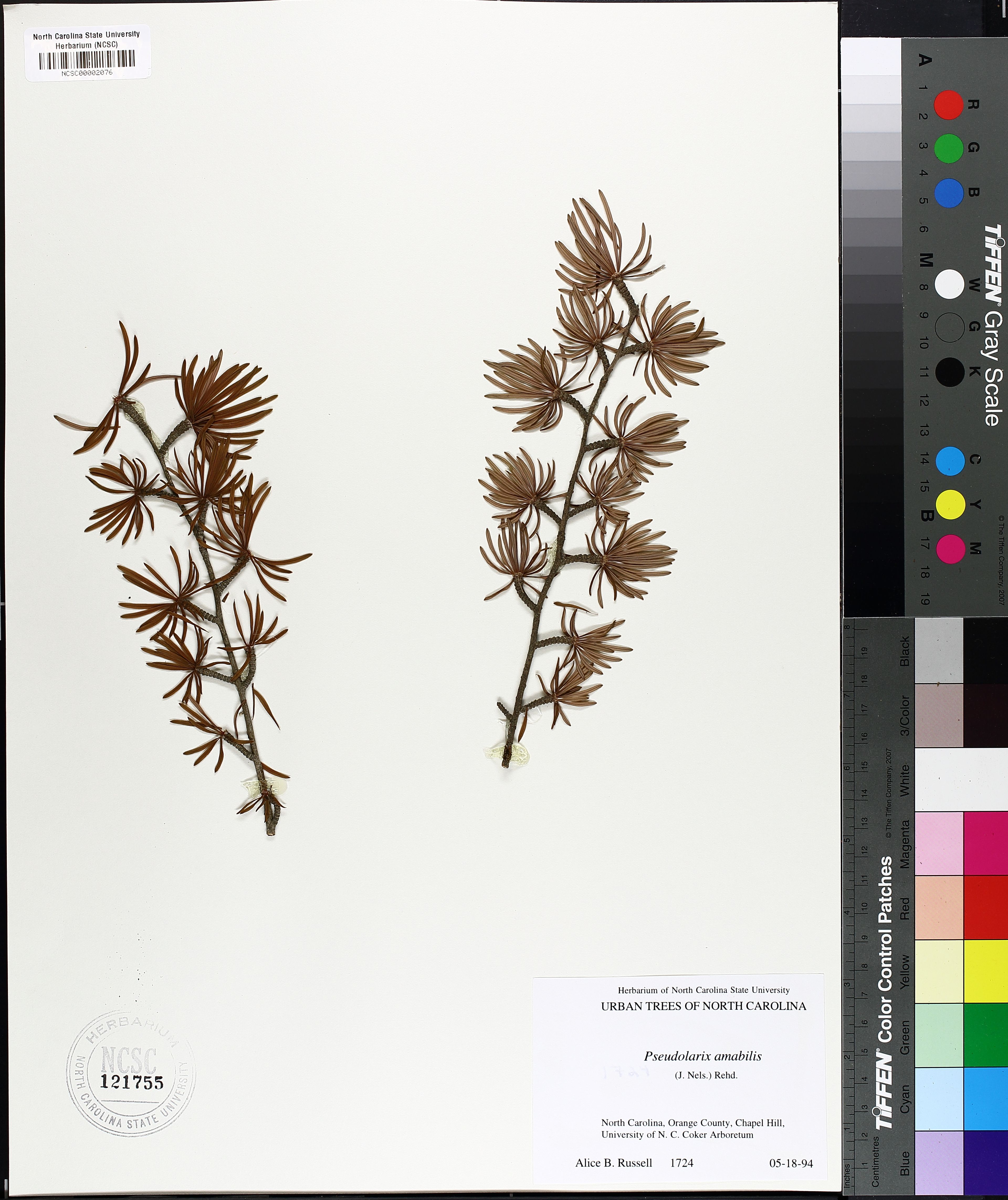 Pseudolarix amabilis - 59