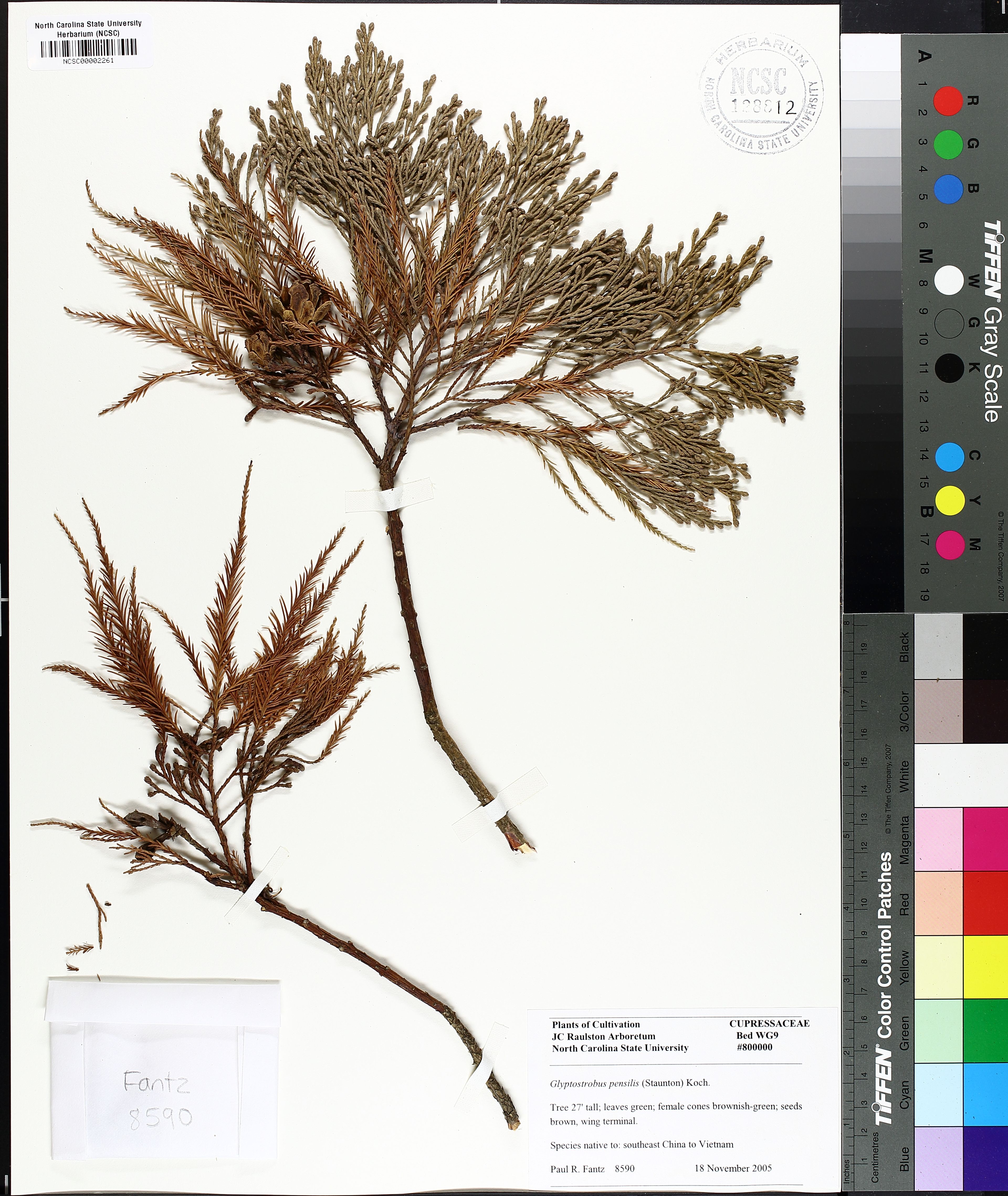 Glyptostrobus pensilis - 54