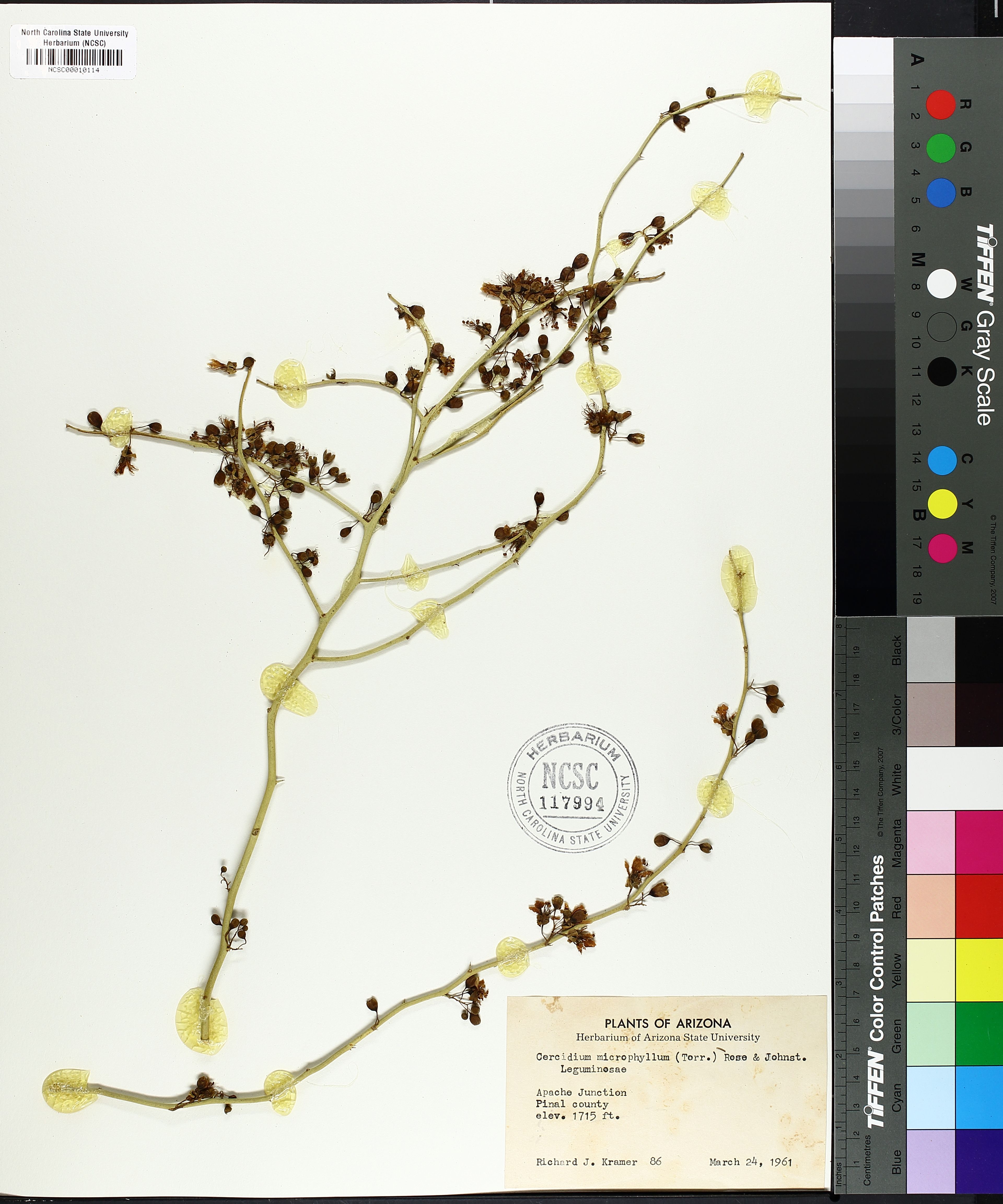 Cercidium microphyllum - 14