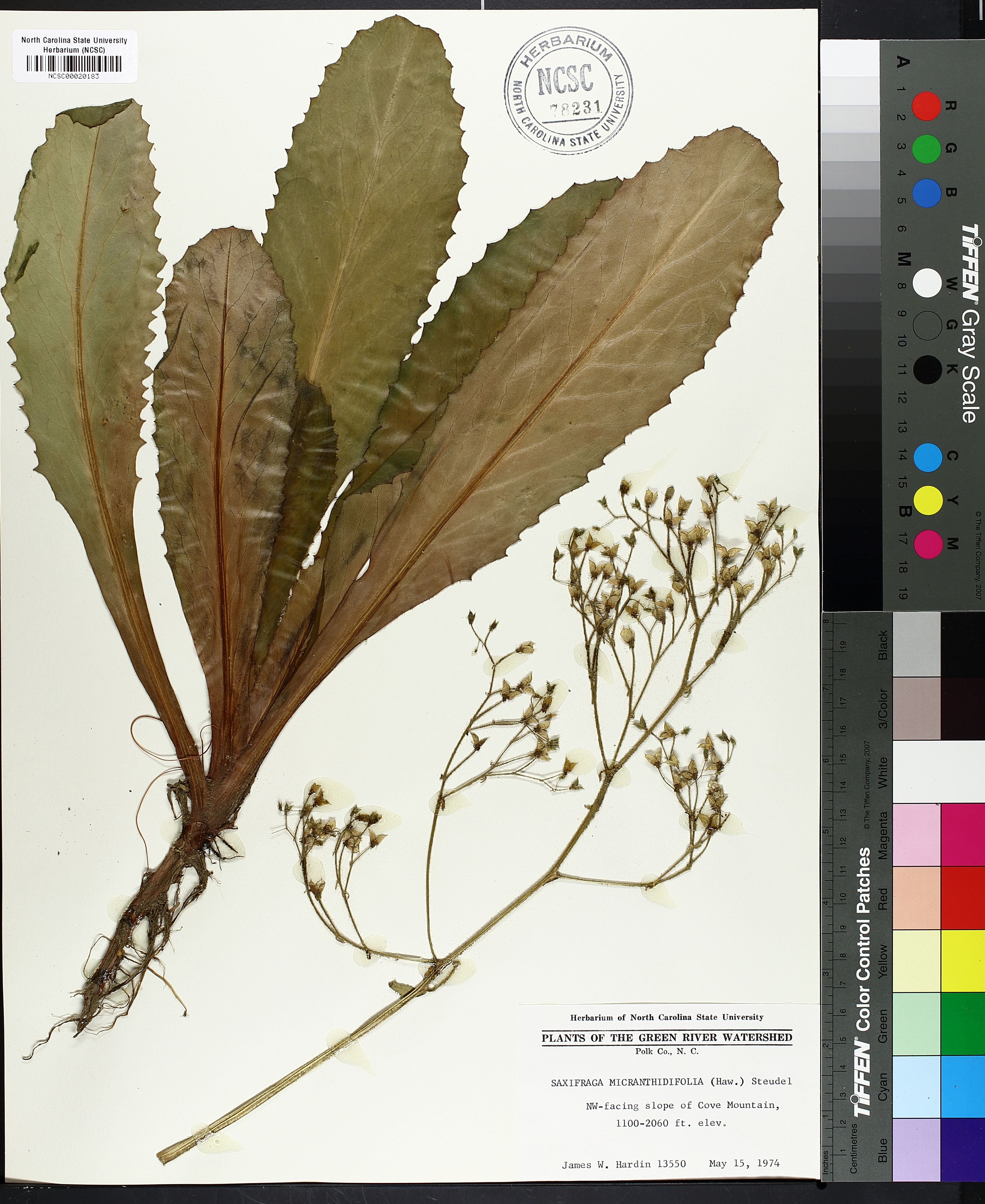 Saxifraga micranthidifolia - 45