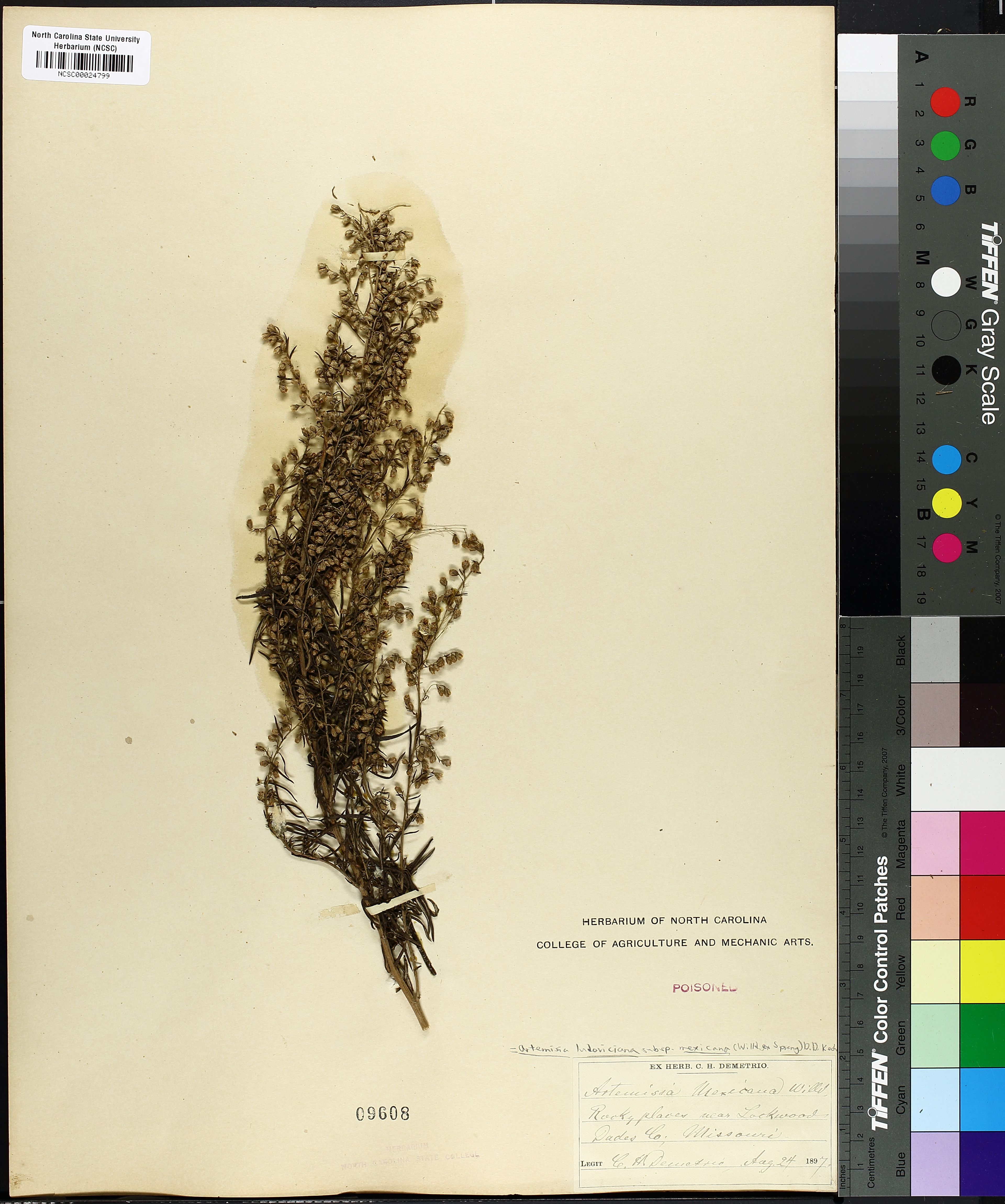 Artemisia mexicana - 6