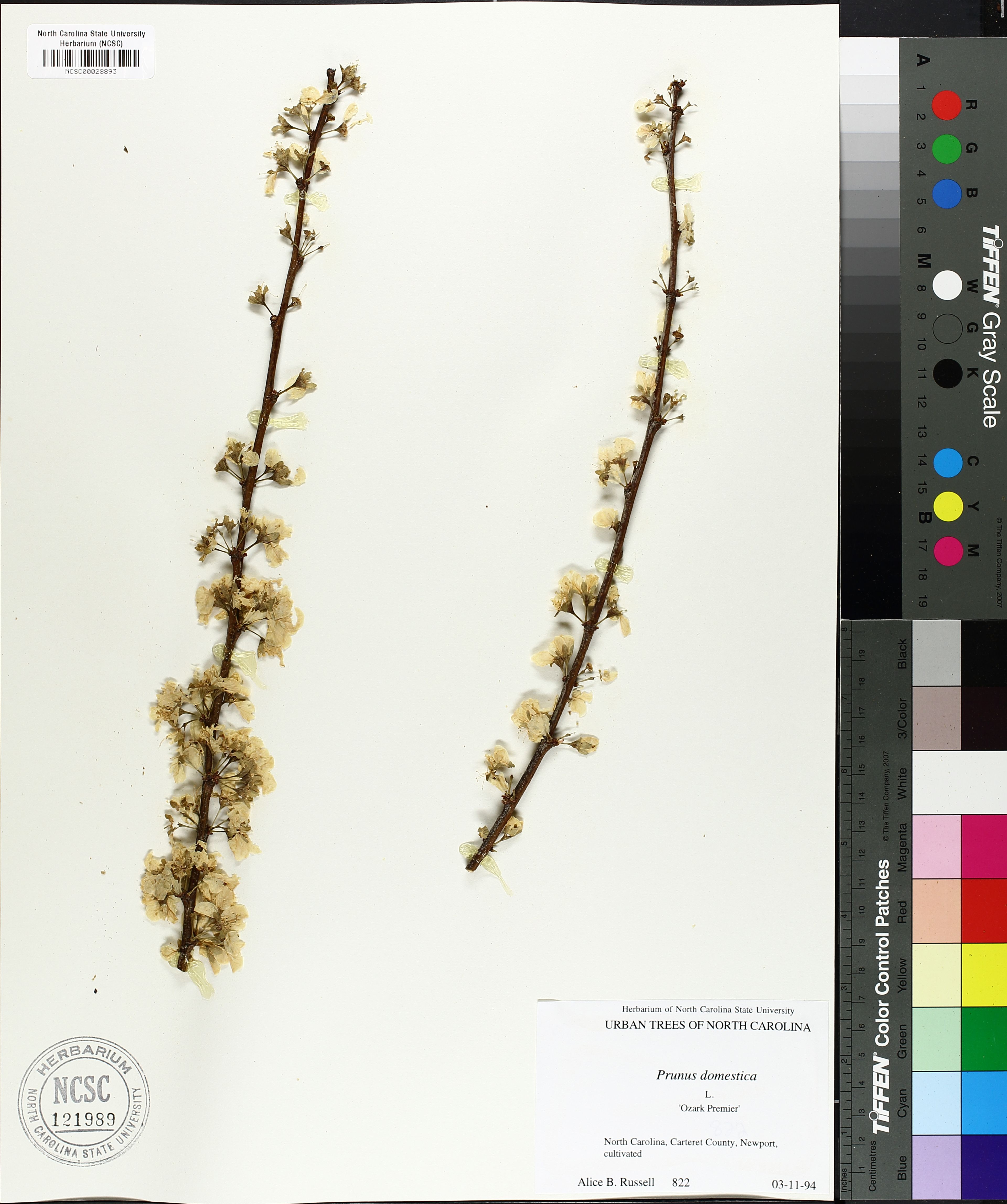 Prunus domestica - 63