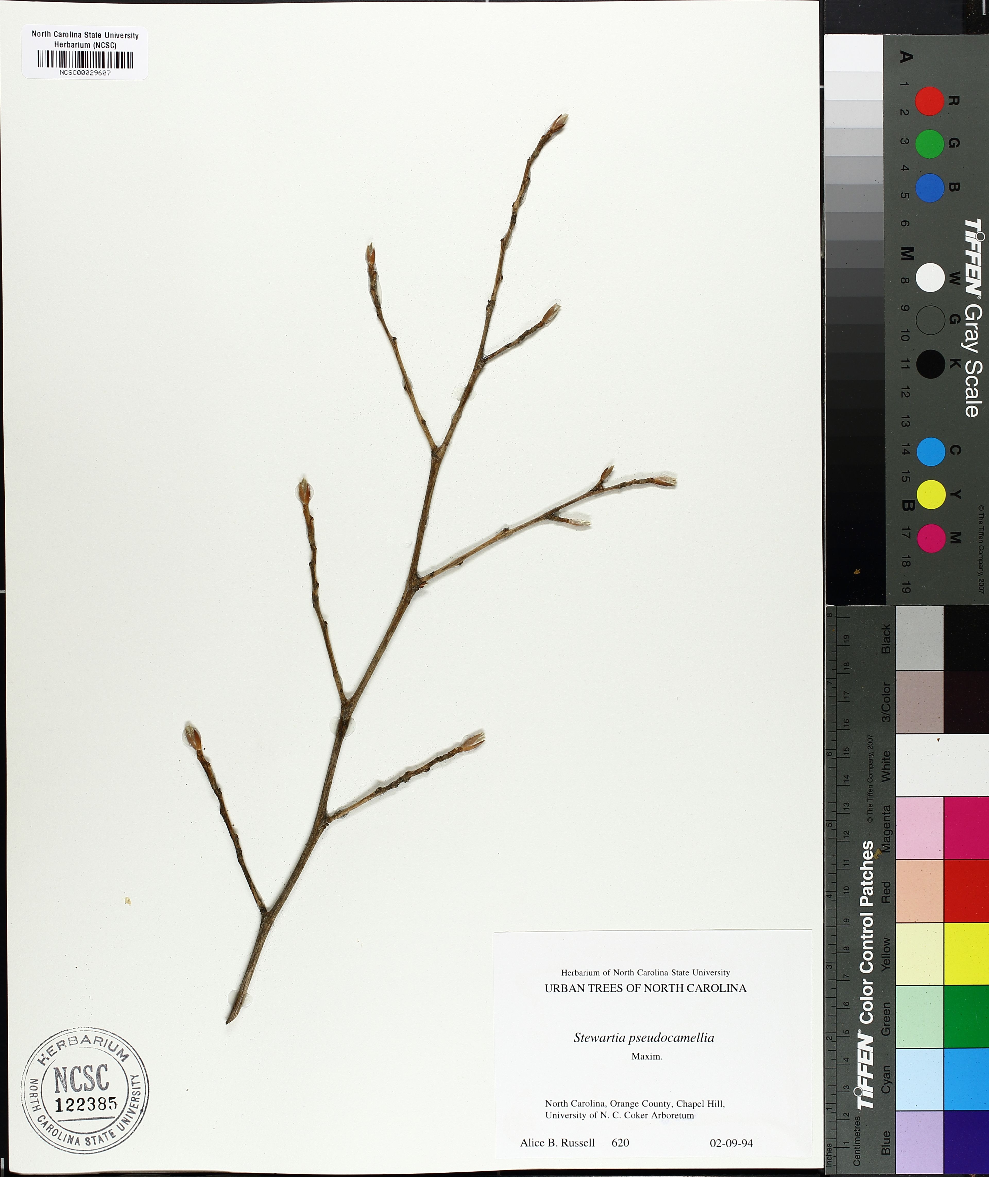 Stewartia pseudocamellia - 84