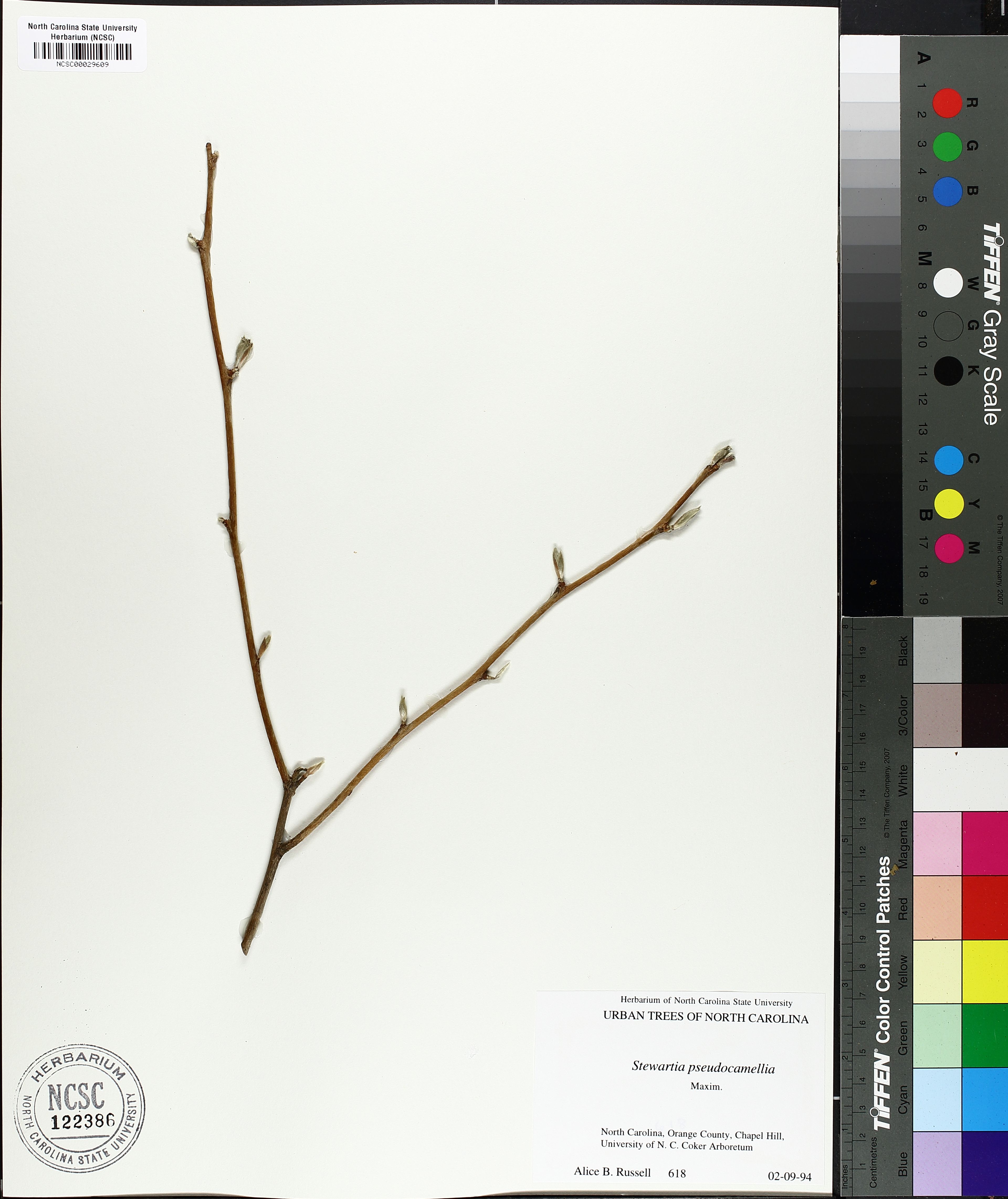 Stewartia pseudocamellia - 14