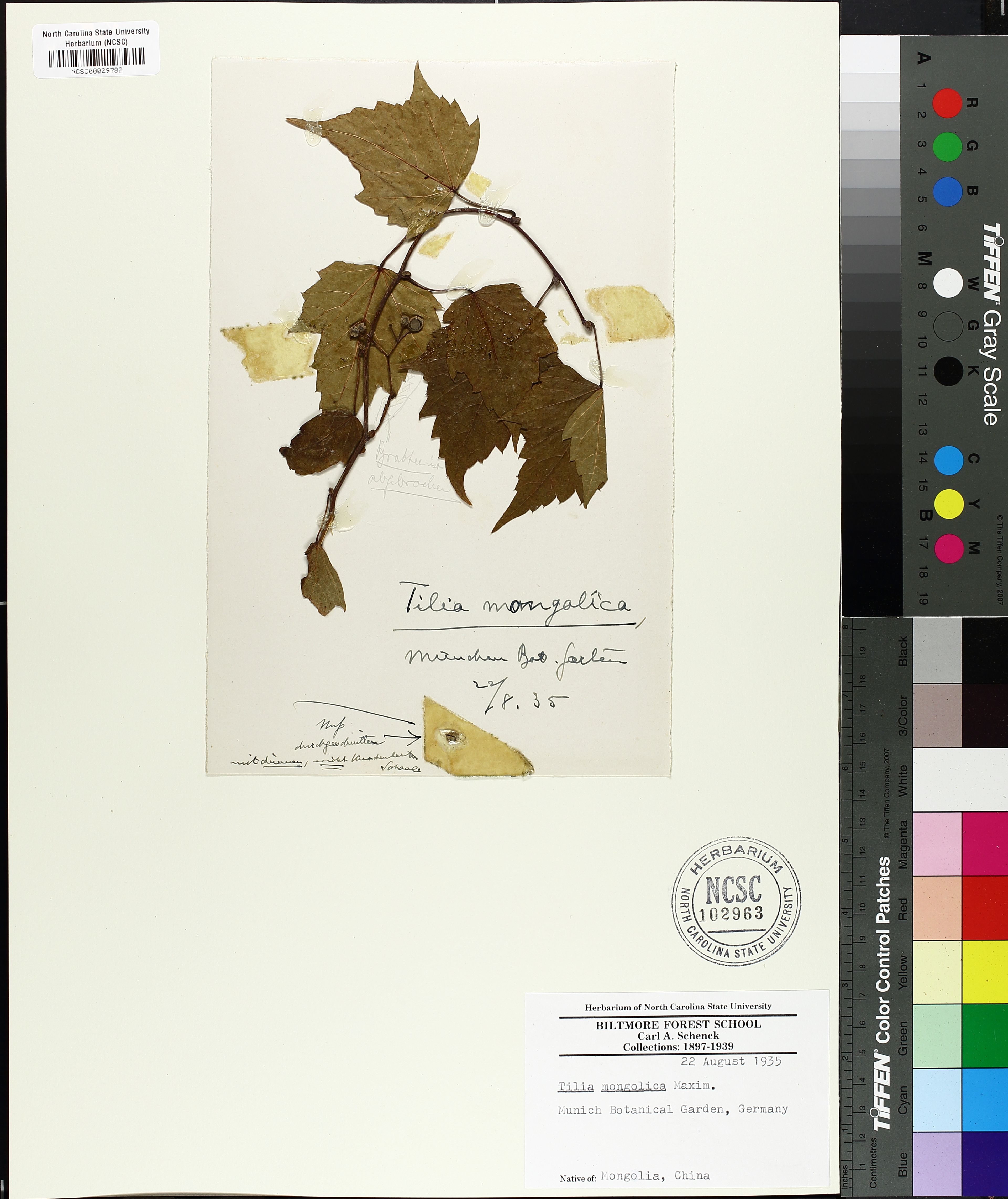 Tilia mongolica - 89