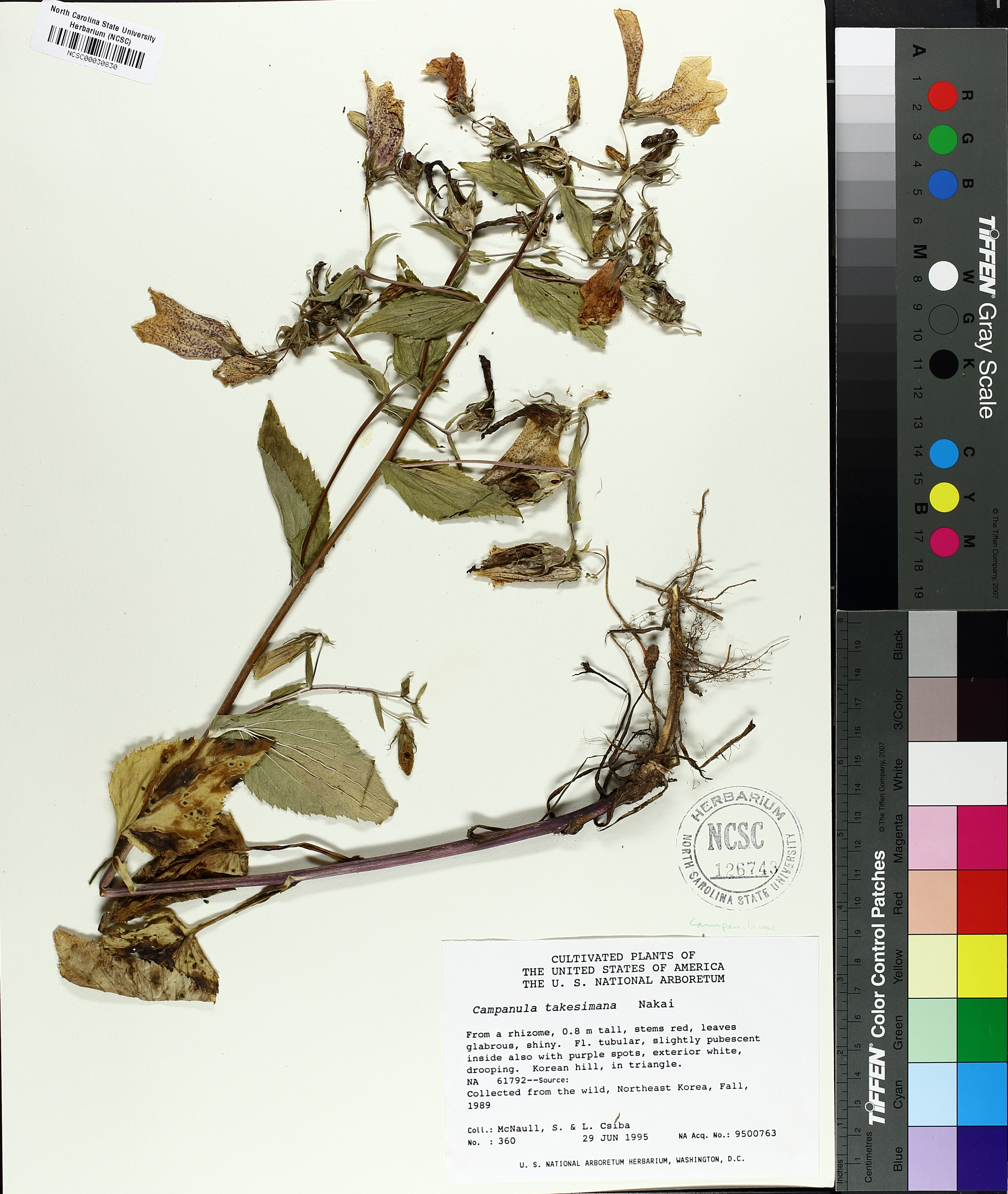 Campanula takesimana - 14