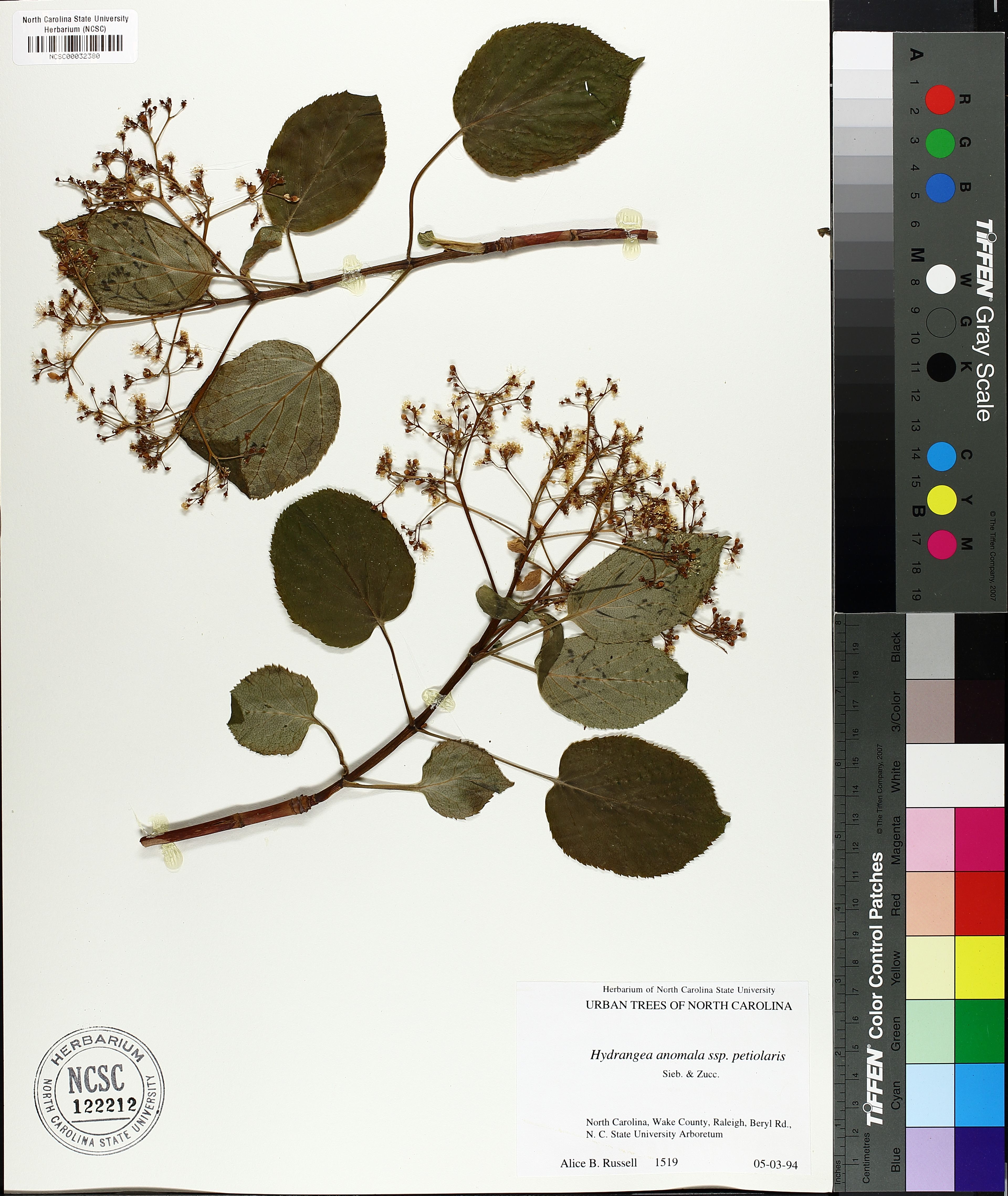 Hydrangea anomala - 110