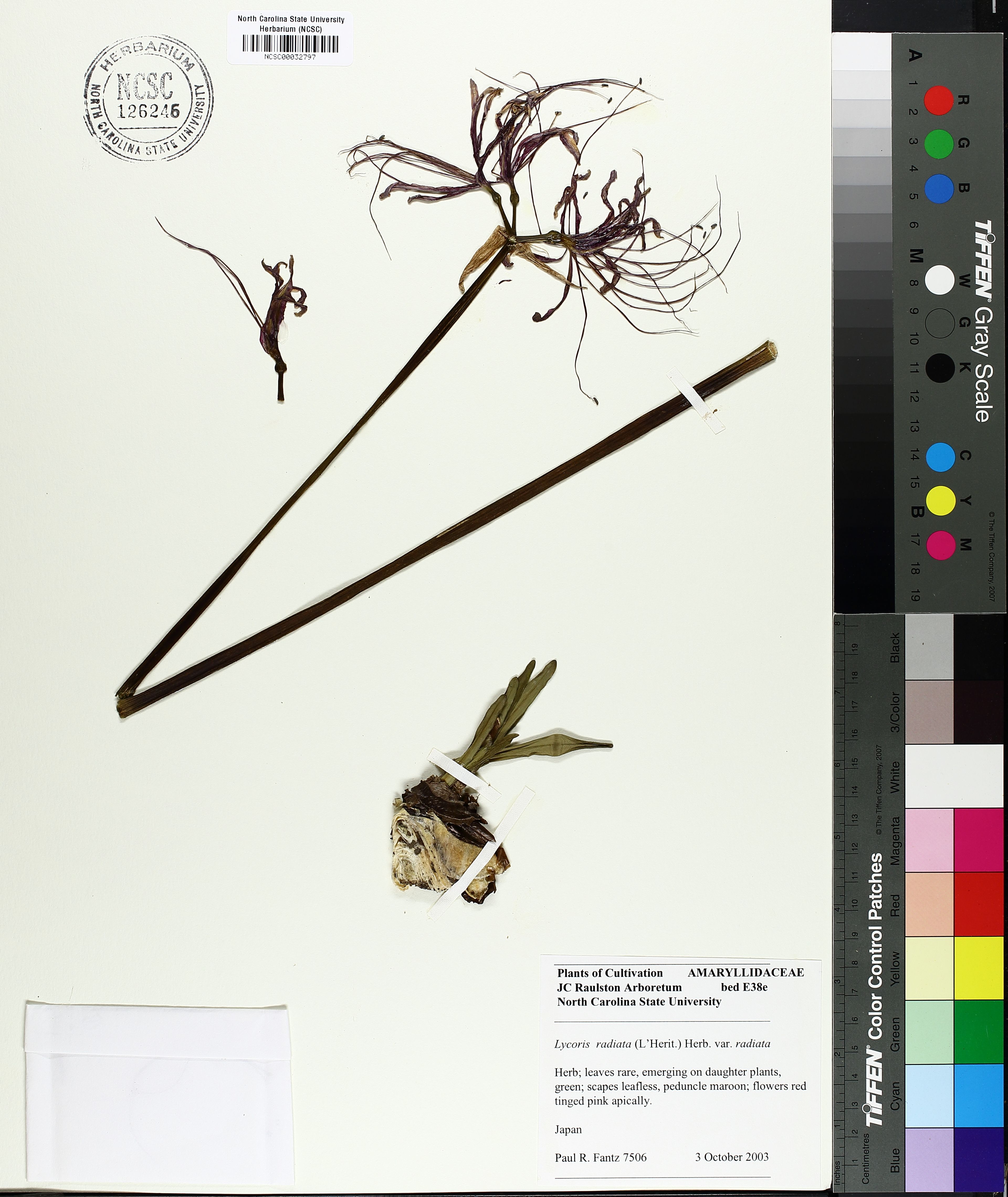 Lycoris radiata - 16