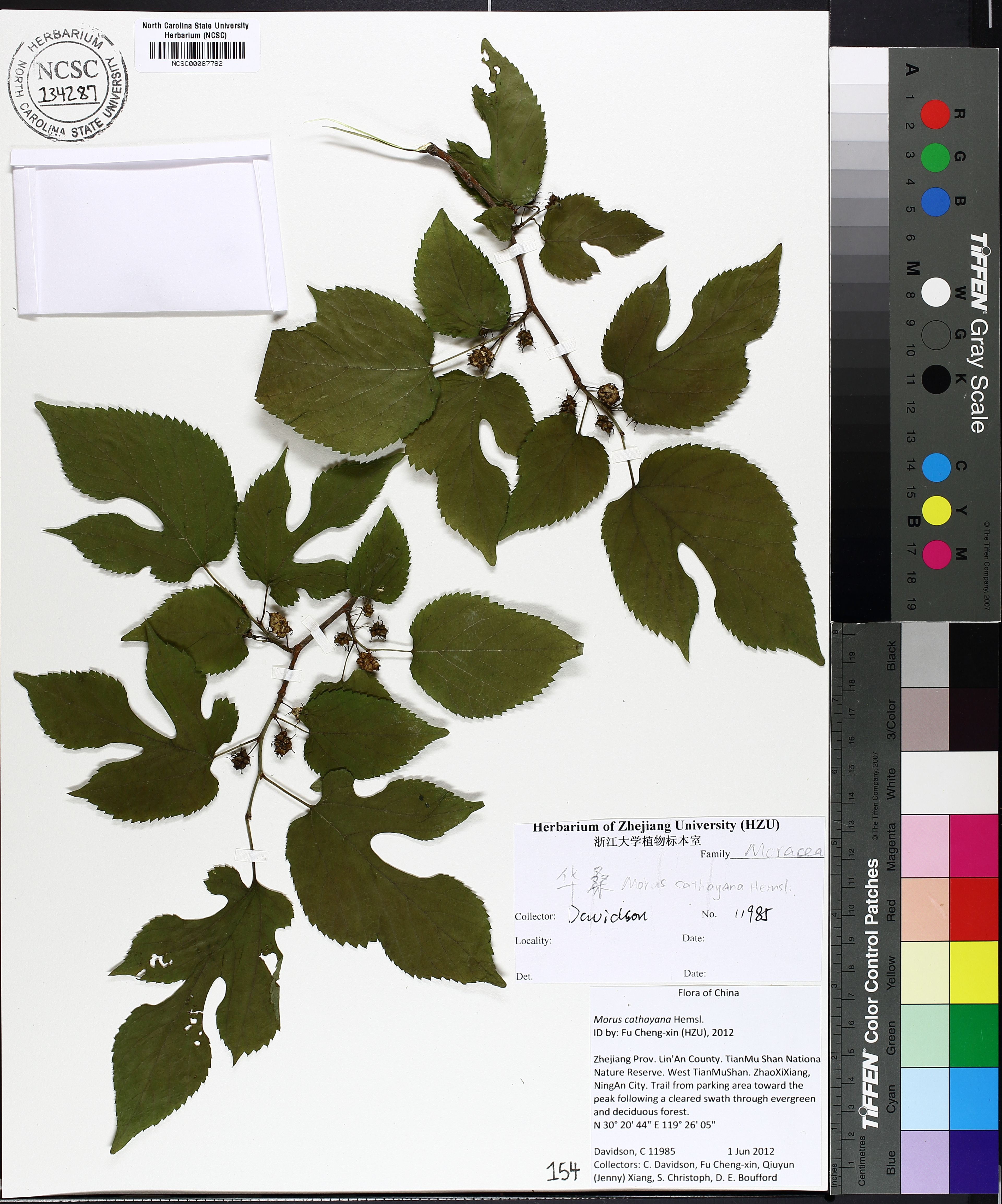 Morus cathayana - 57