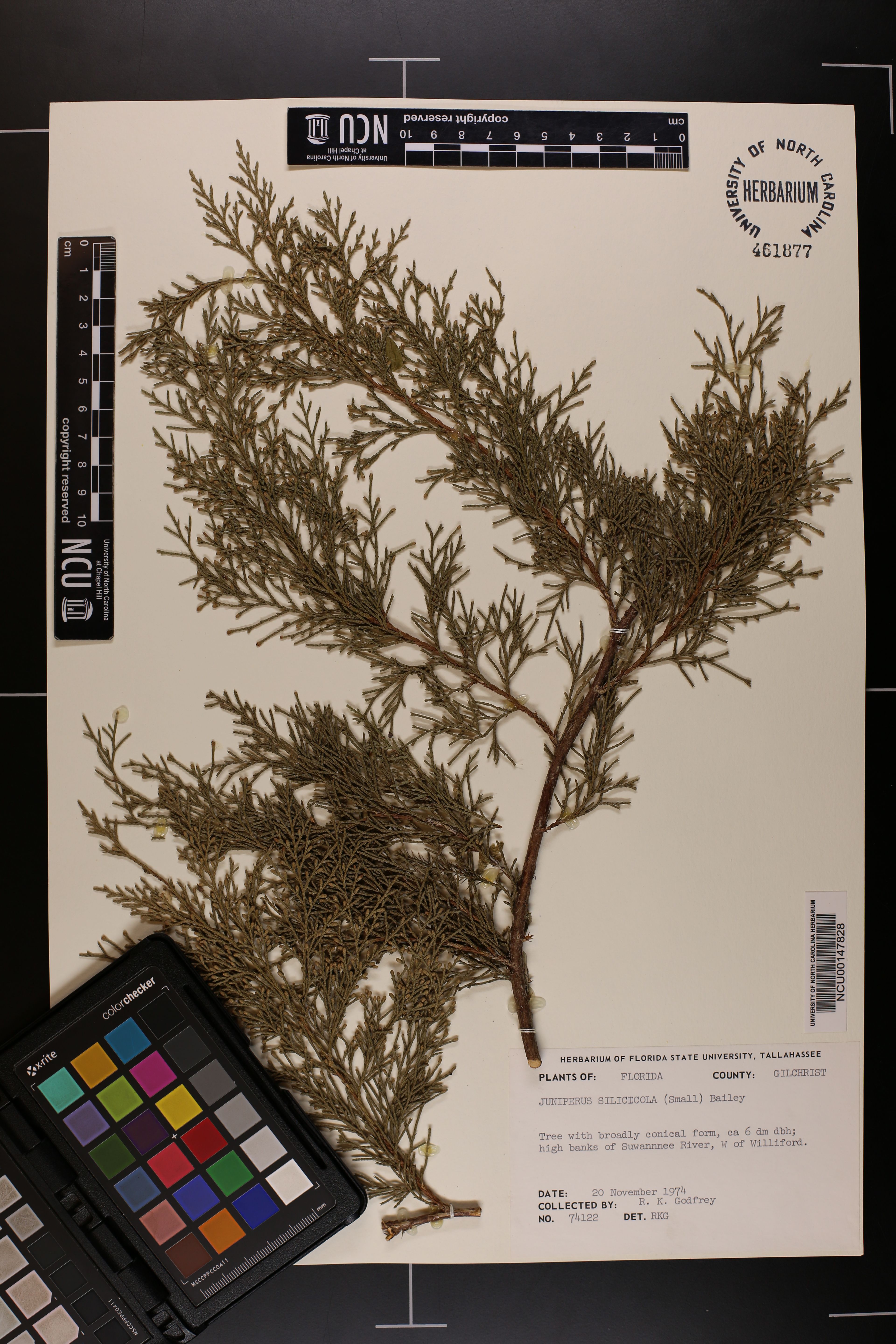 Juniperus silicicola - 40
