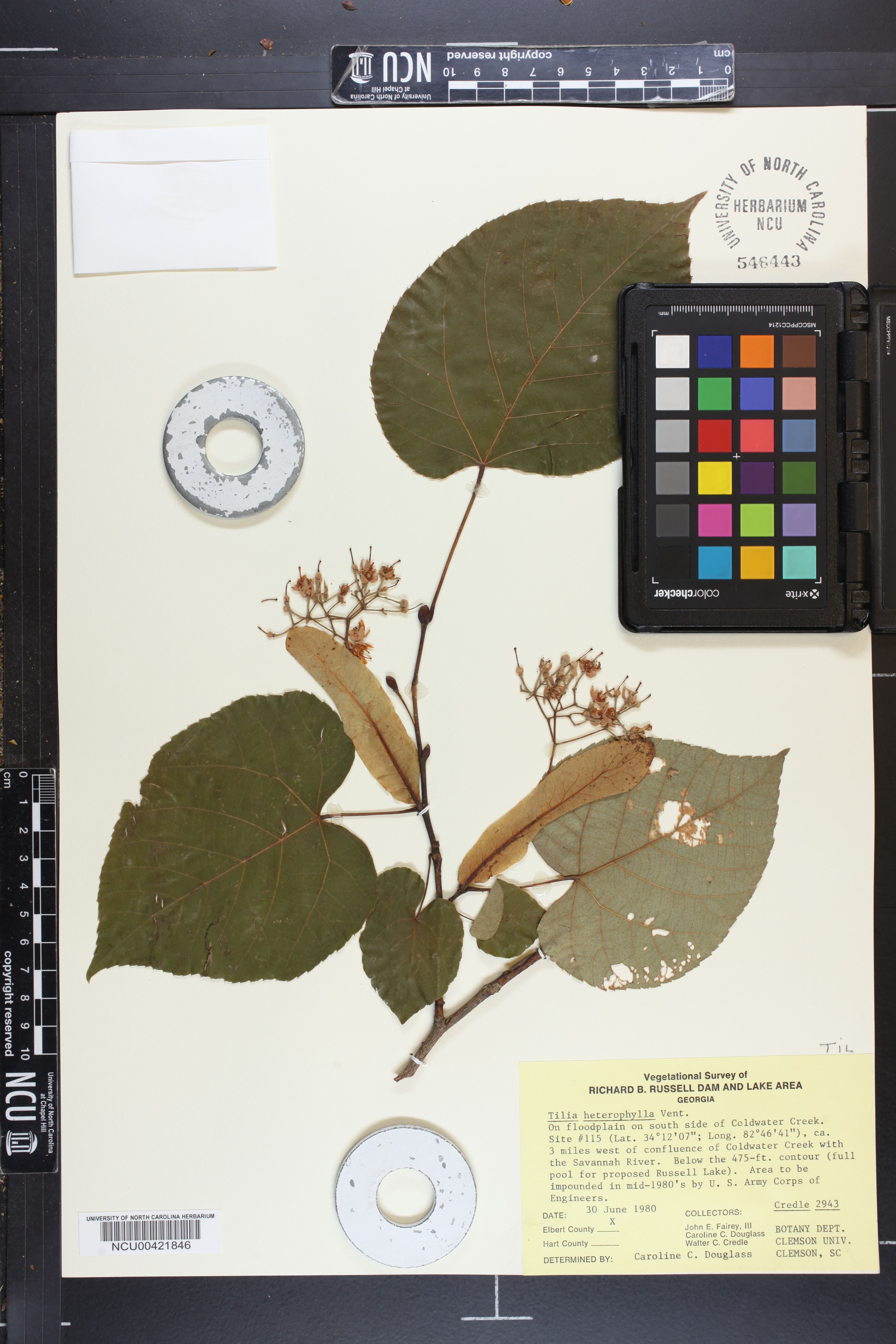 Tilia heterophylla - 65
