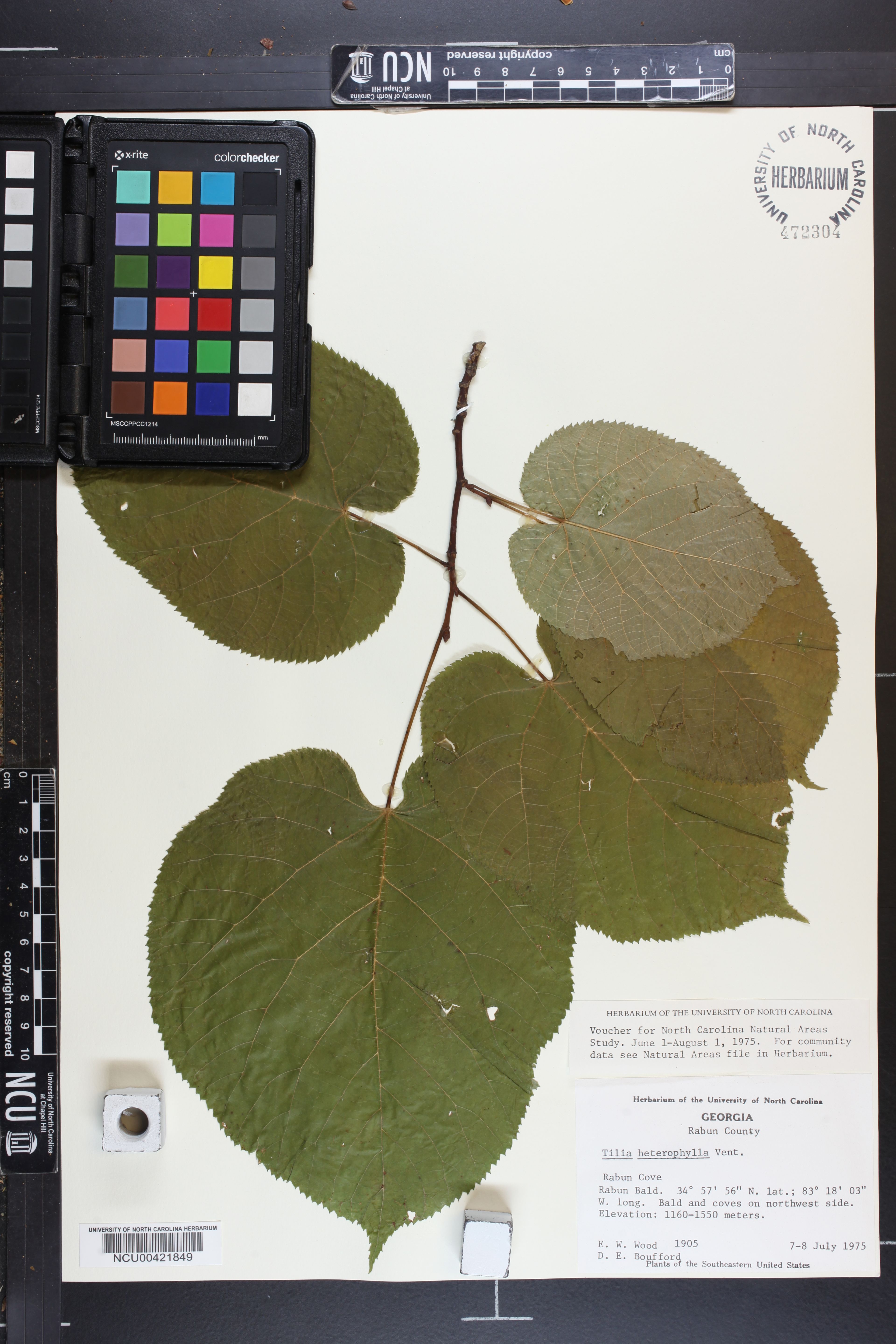 Tilia heterophylla - 20