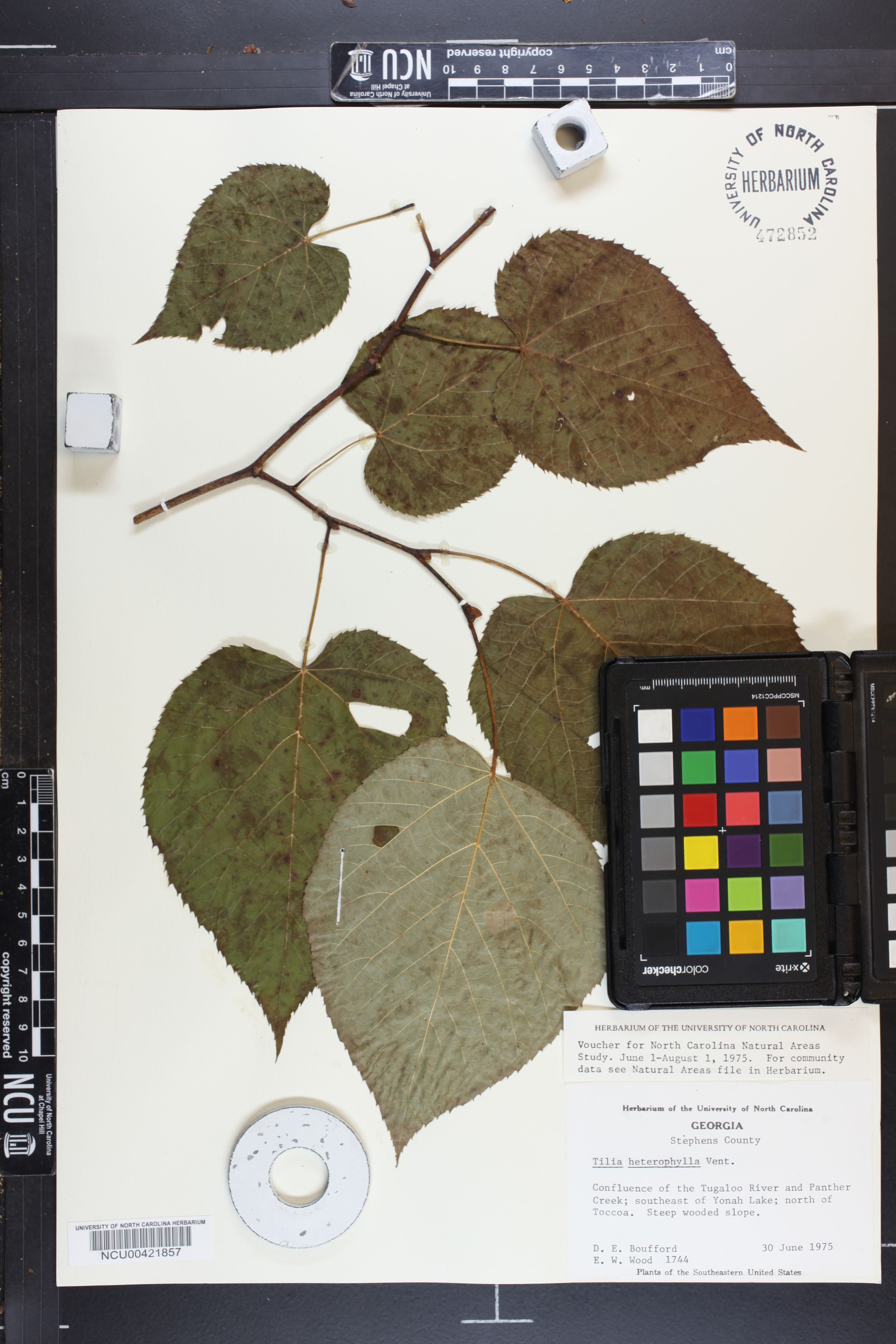 Tilia heterophylla - 95
