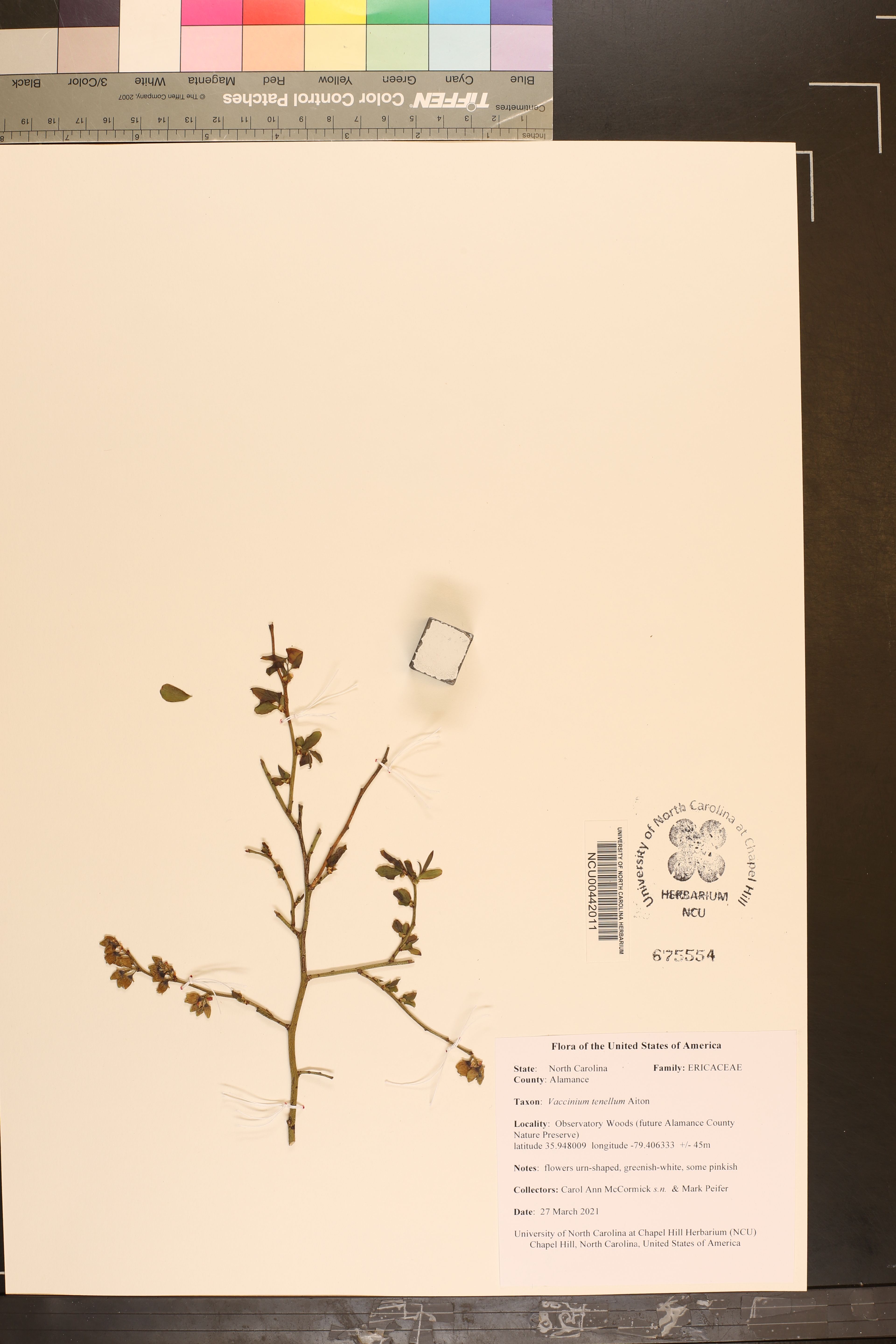 Vaccinium tenellum - 36