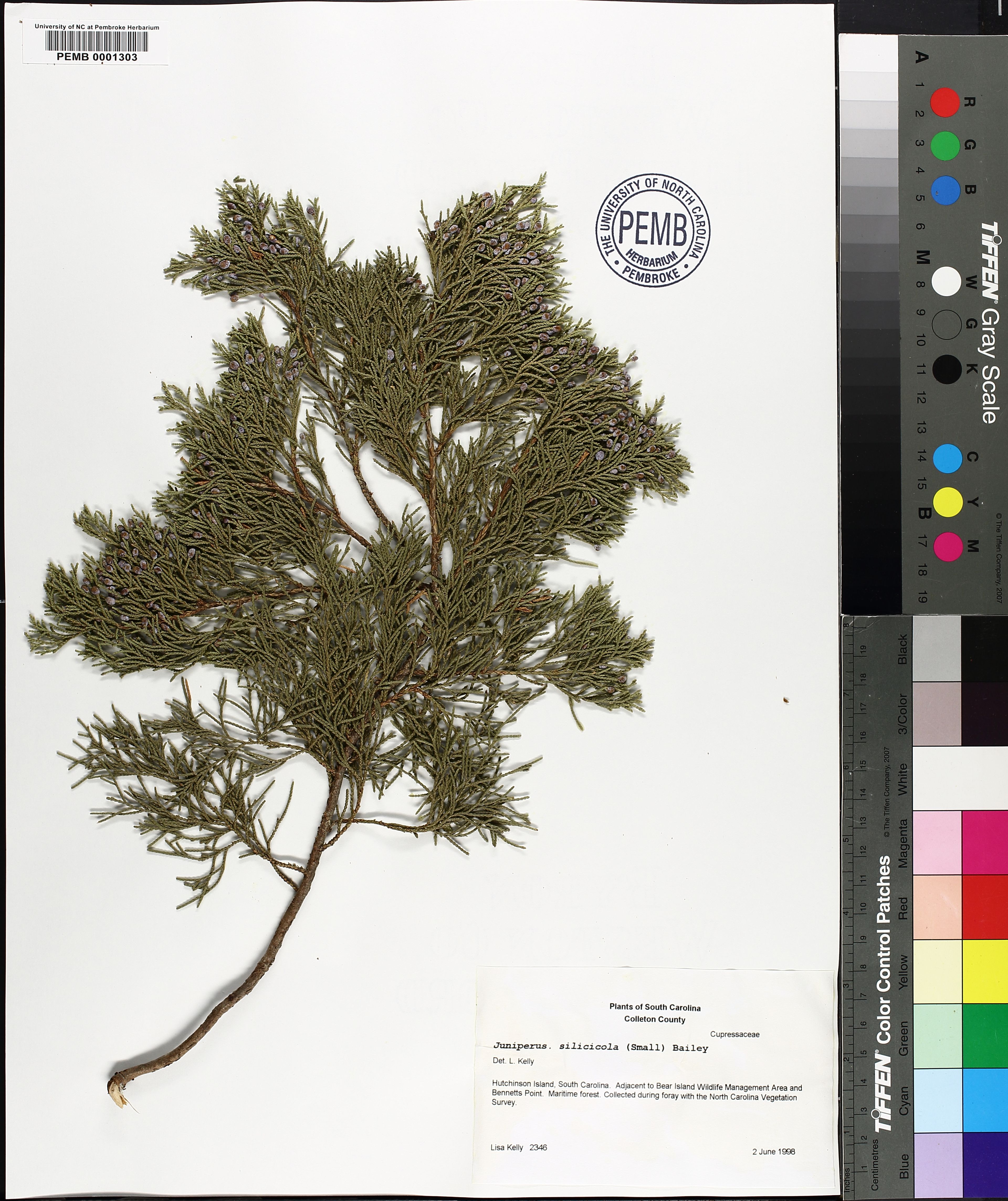 Juniperus silicicola - 17