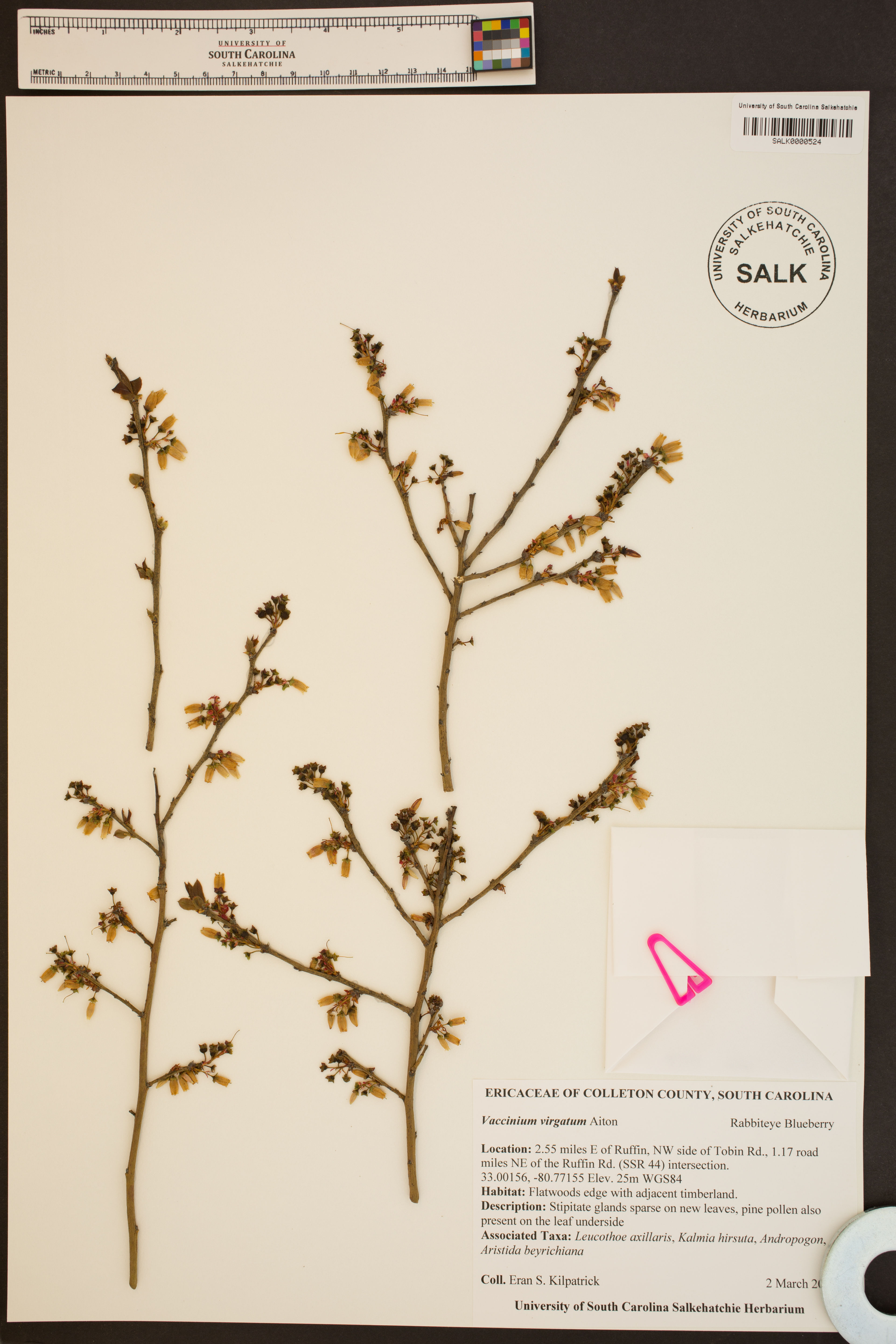 Vaccinium virgatum - 88