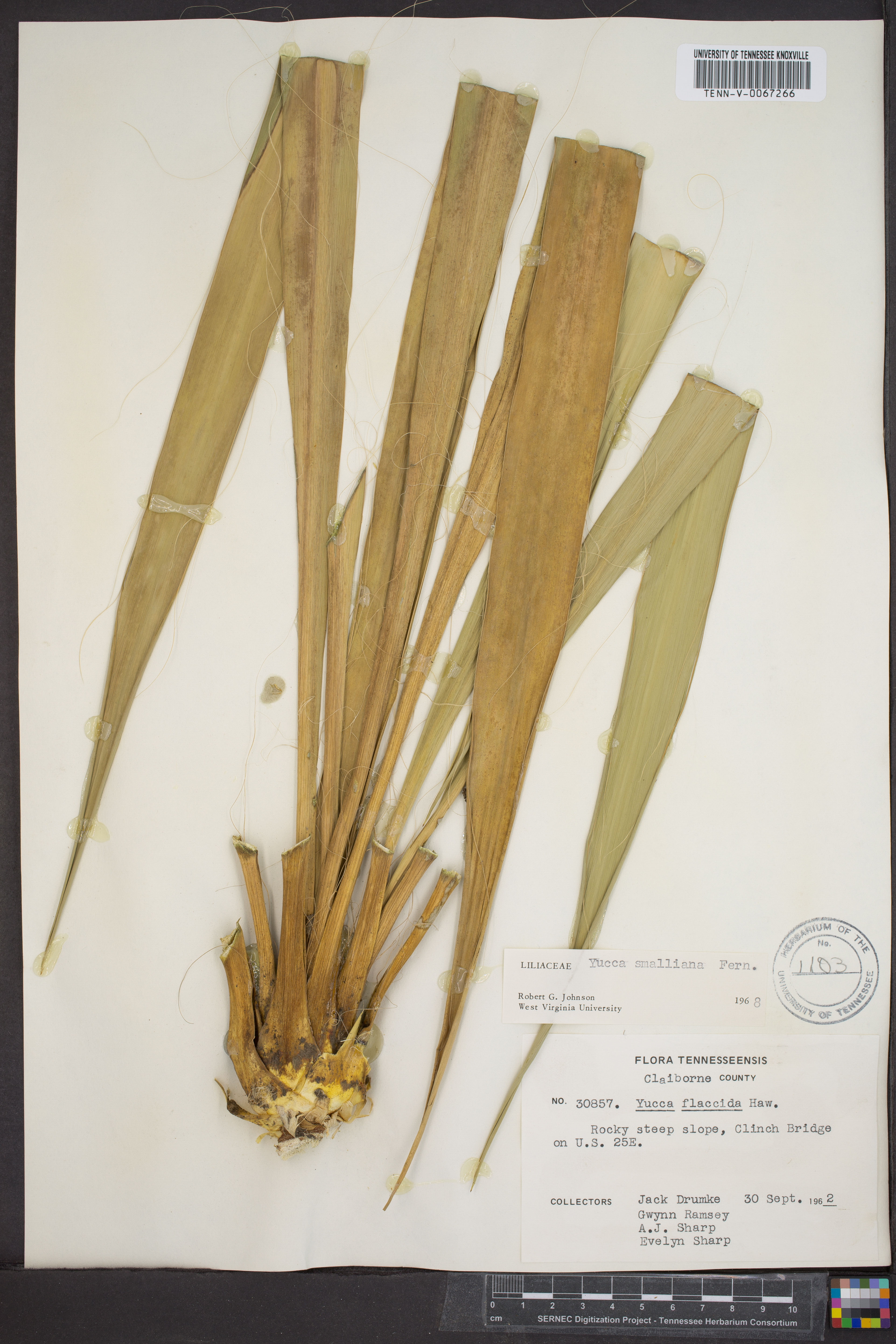 Yucca smalliana - 68