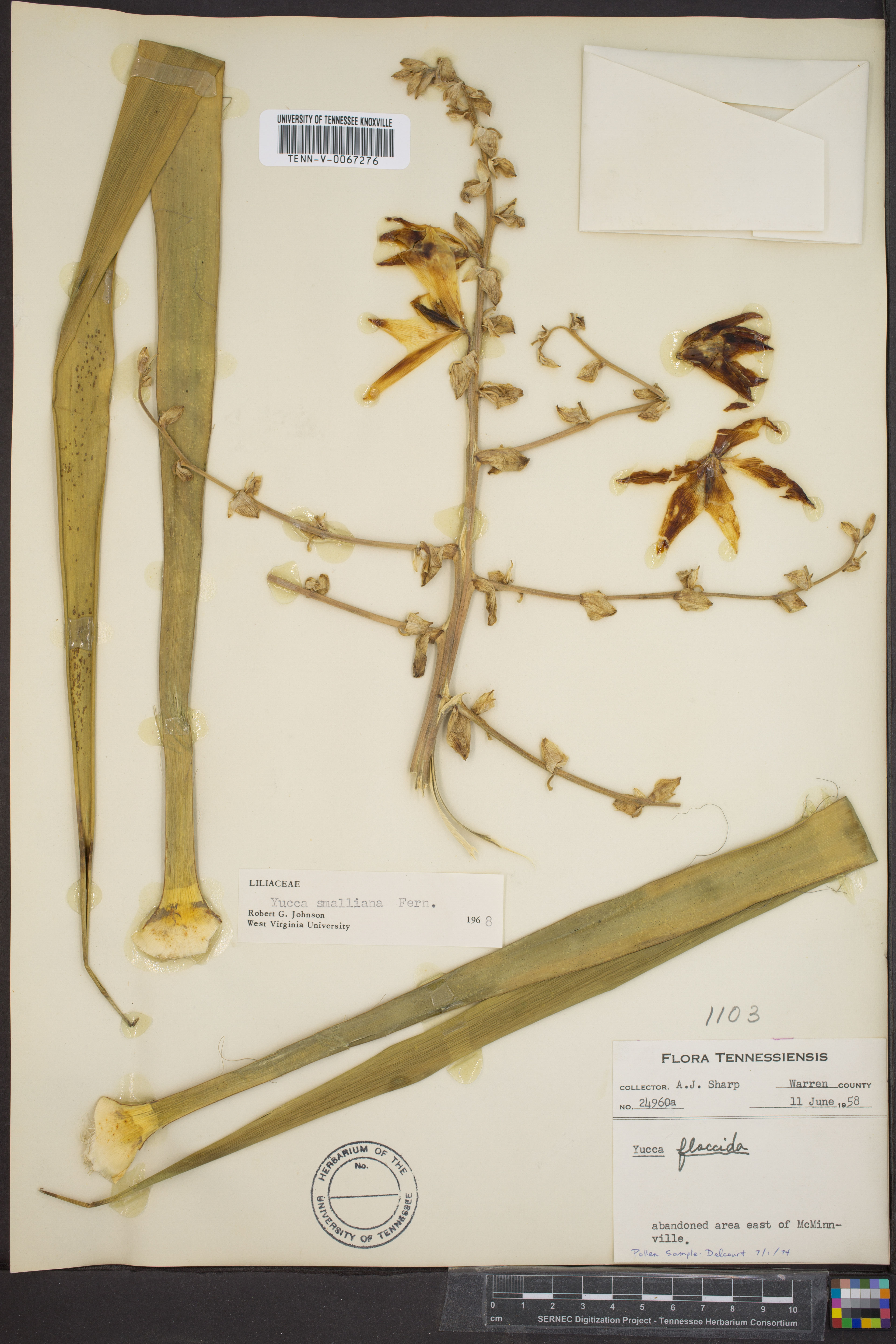 Yucca smalliana - 2