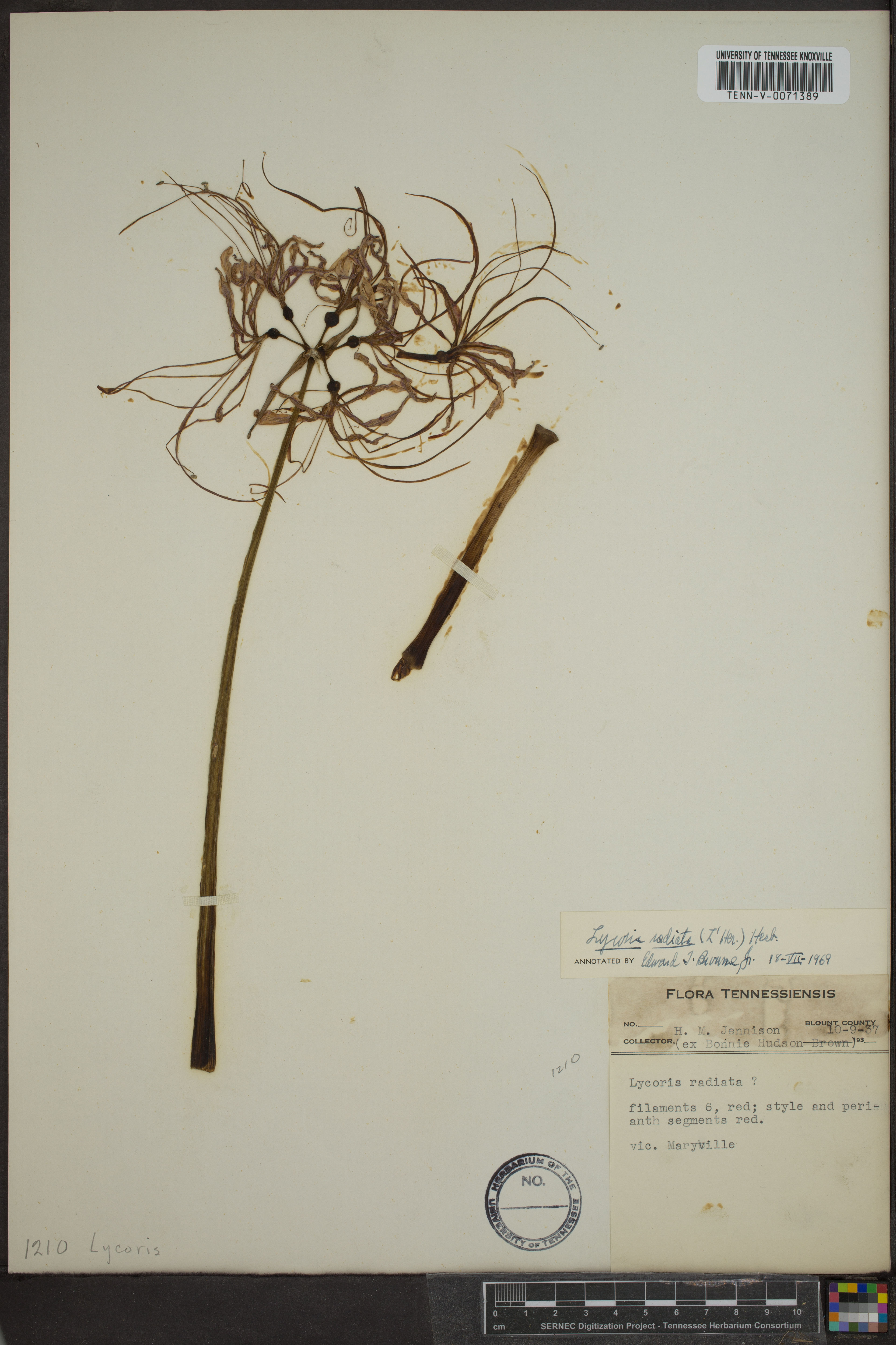Lycoris radiata - 73