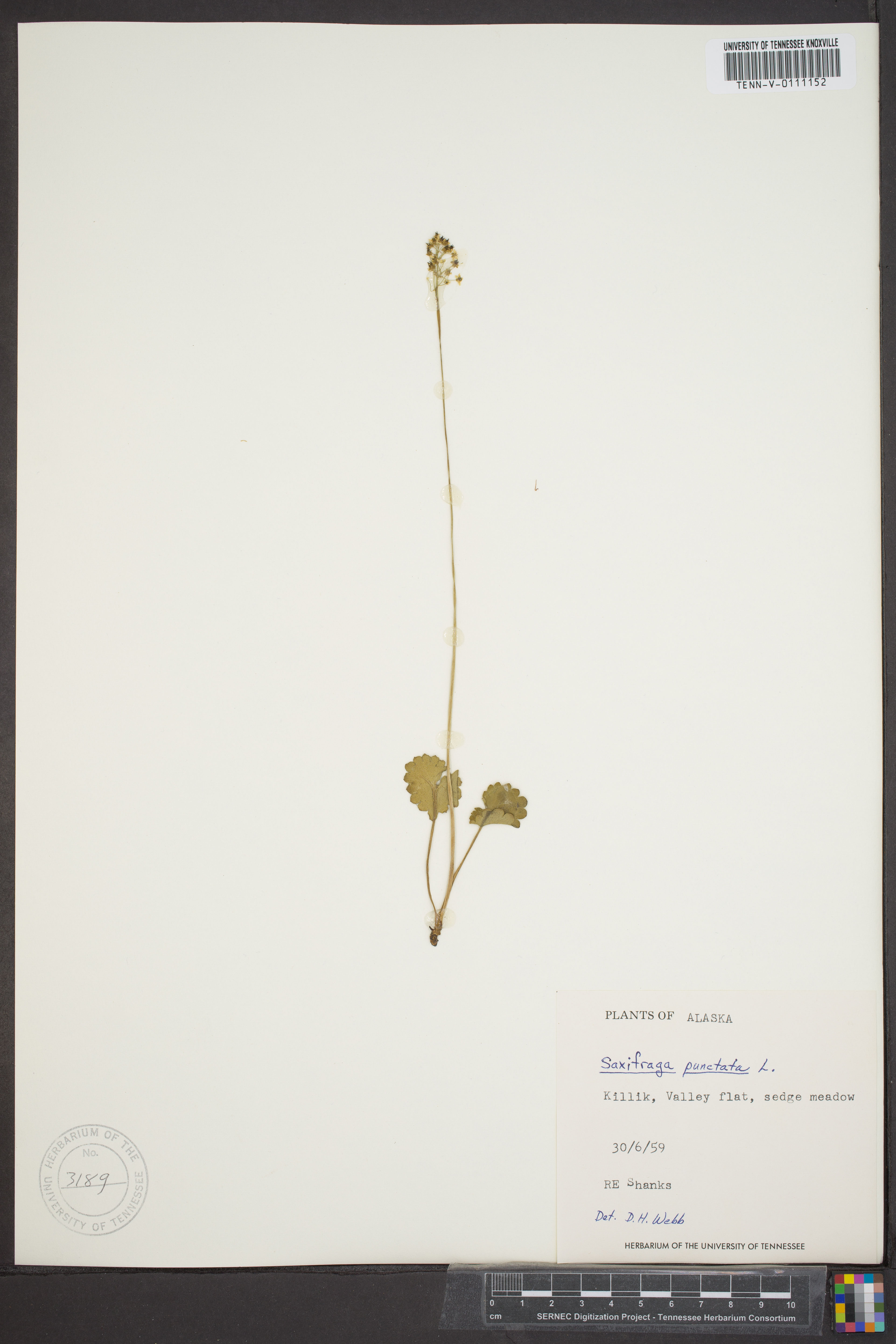 Saxifraga punctata - 36