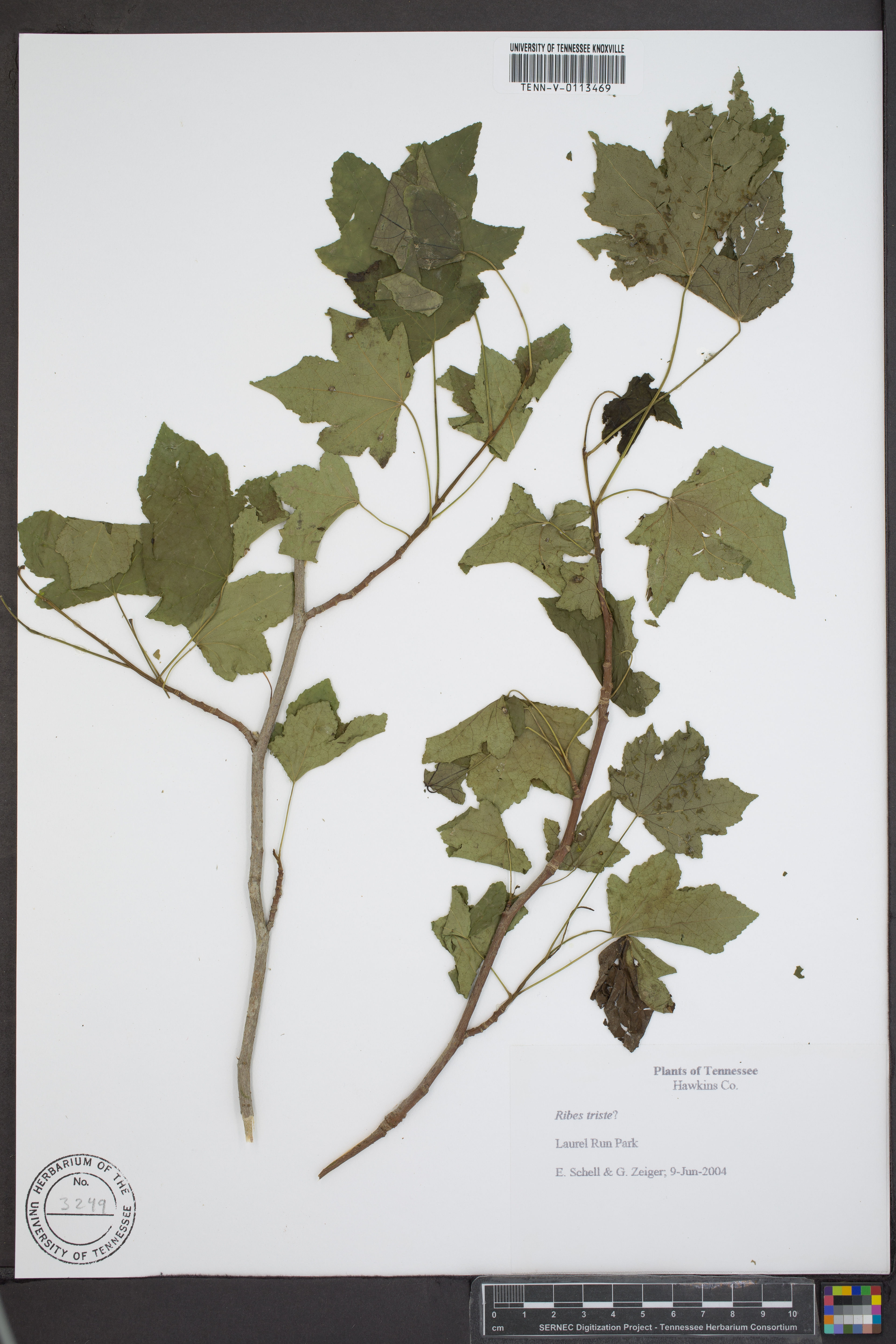 Ribes sativum - 52