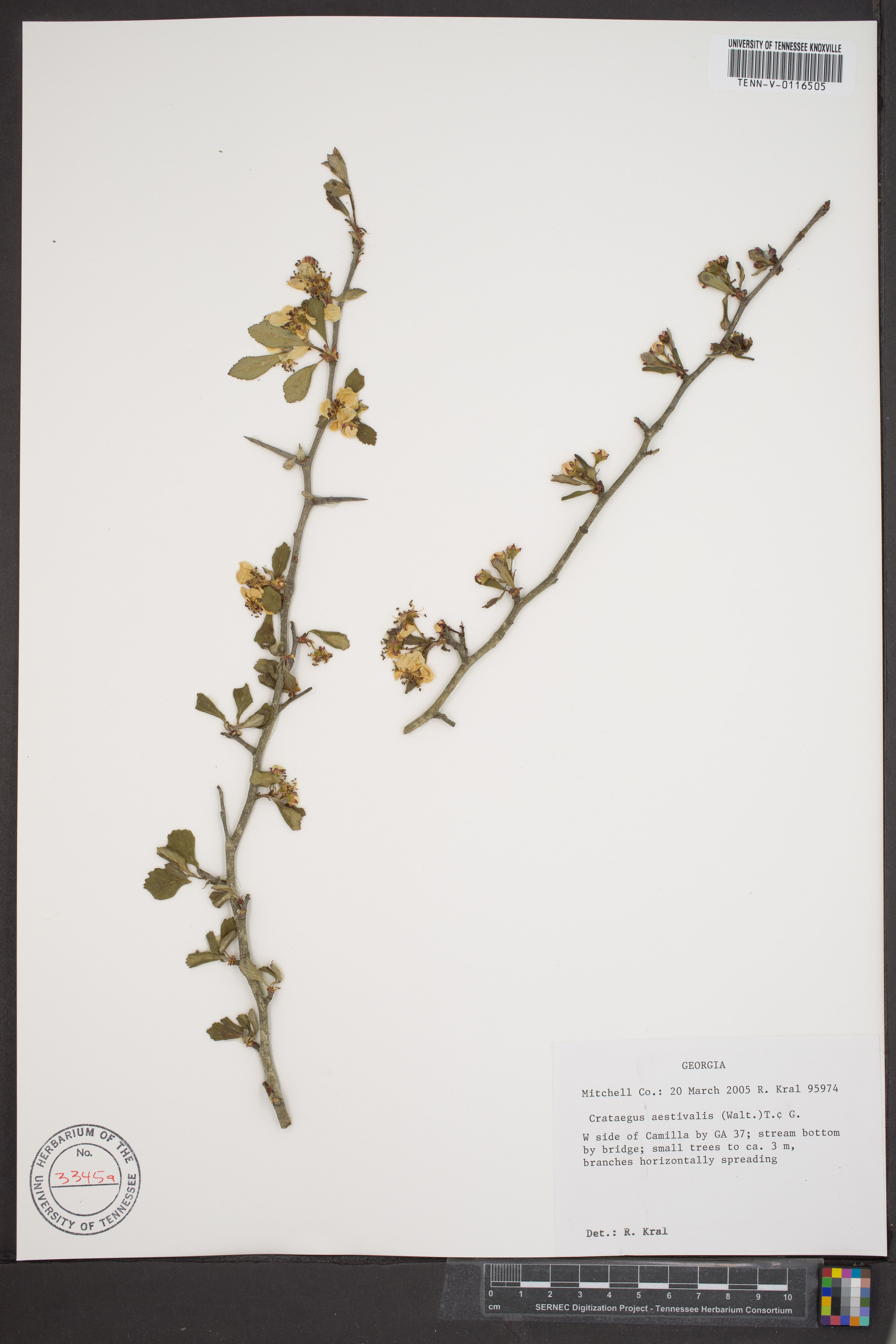 Crataegus aestivalis - 9